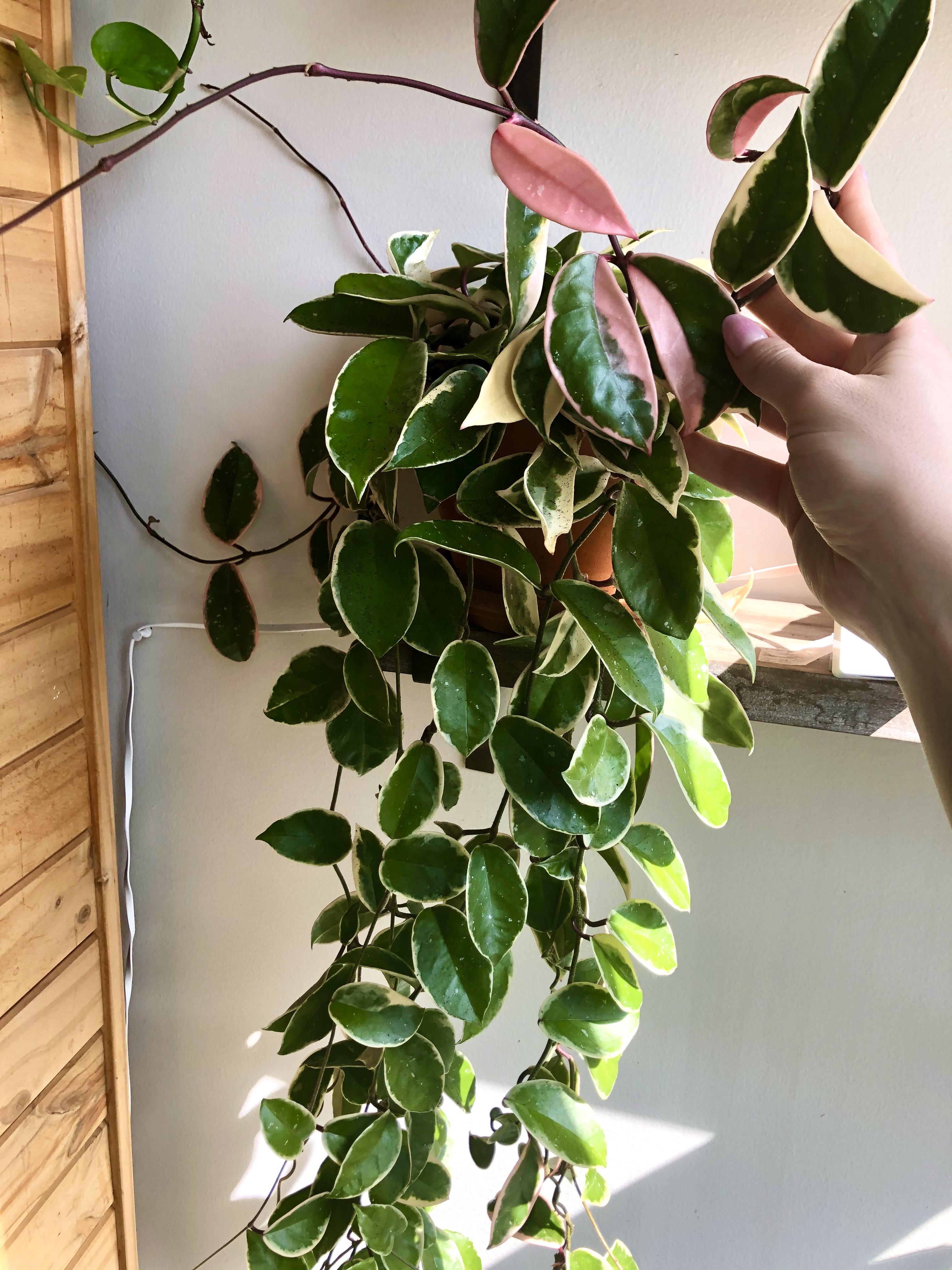 My Hoya and her new PINK leaves!!! r/plants