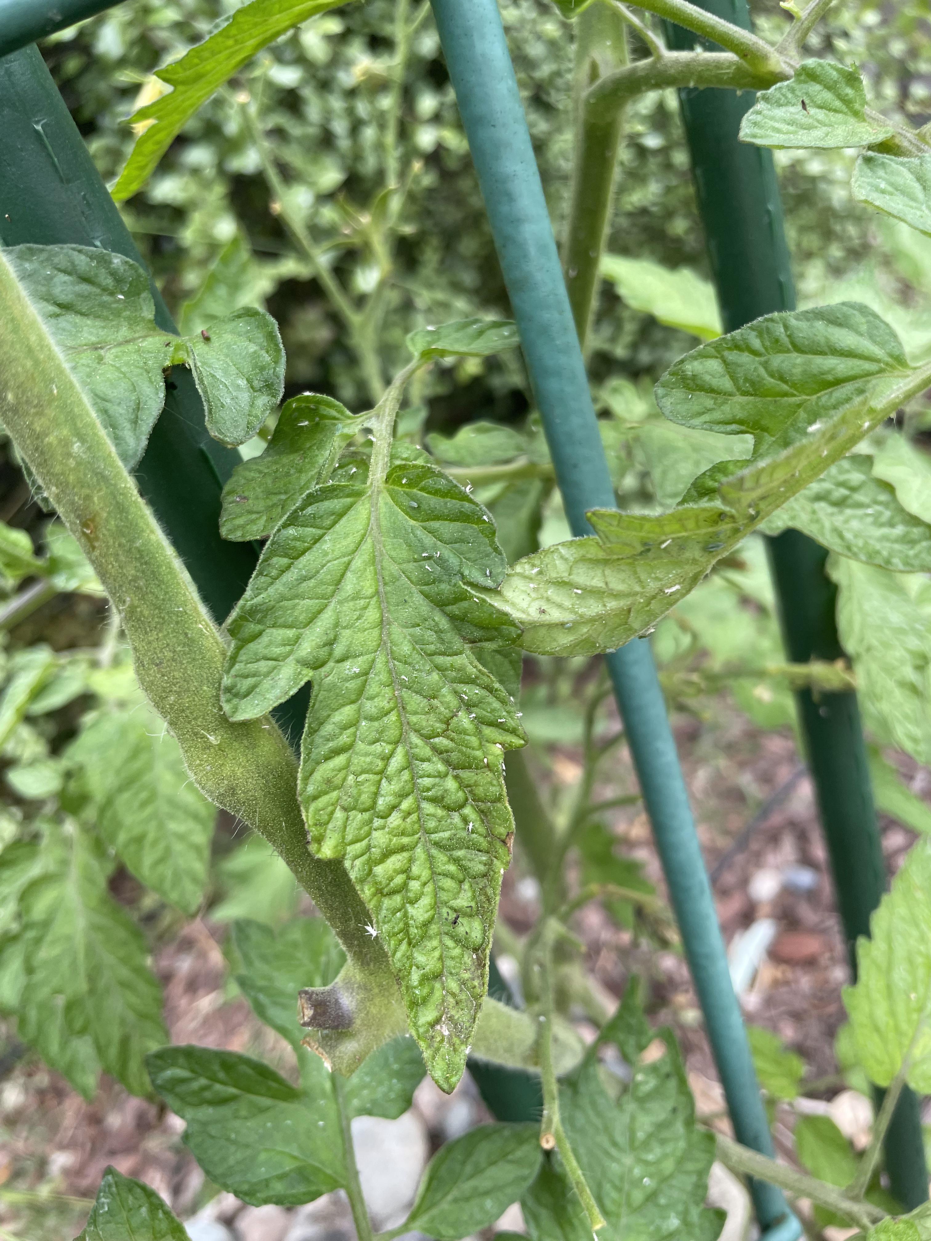 Tiny white bugs on tomato plants what to do? r/vegetablegardening