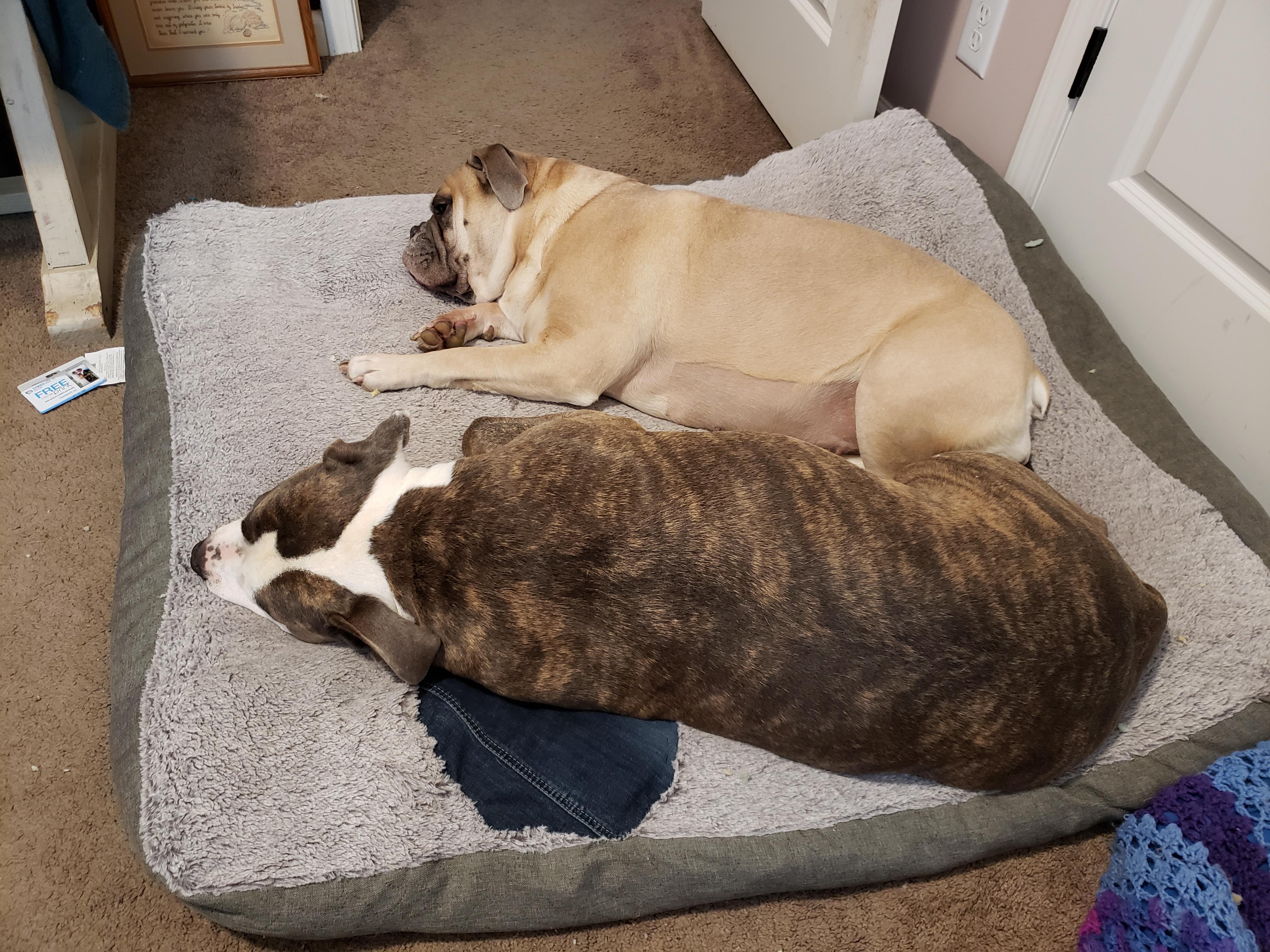 I just patched my dogs' bed instead of buying a new one for the first