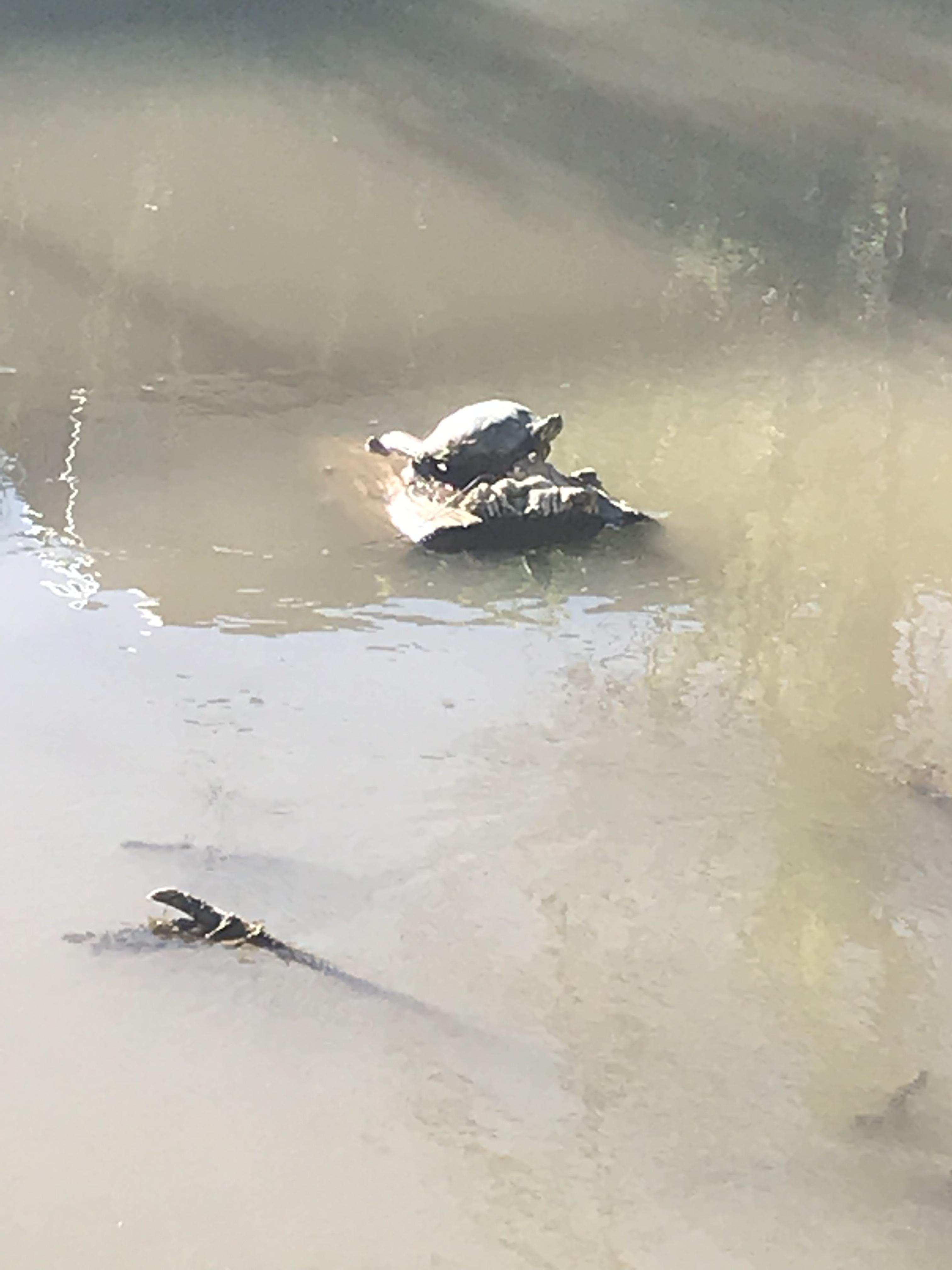 Look at this little guy! I haven’t seen a turtle since I moved here and this has made my day! 😄