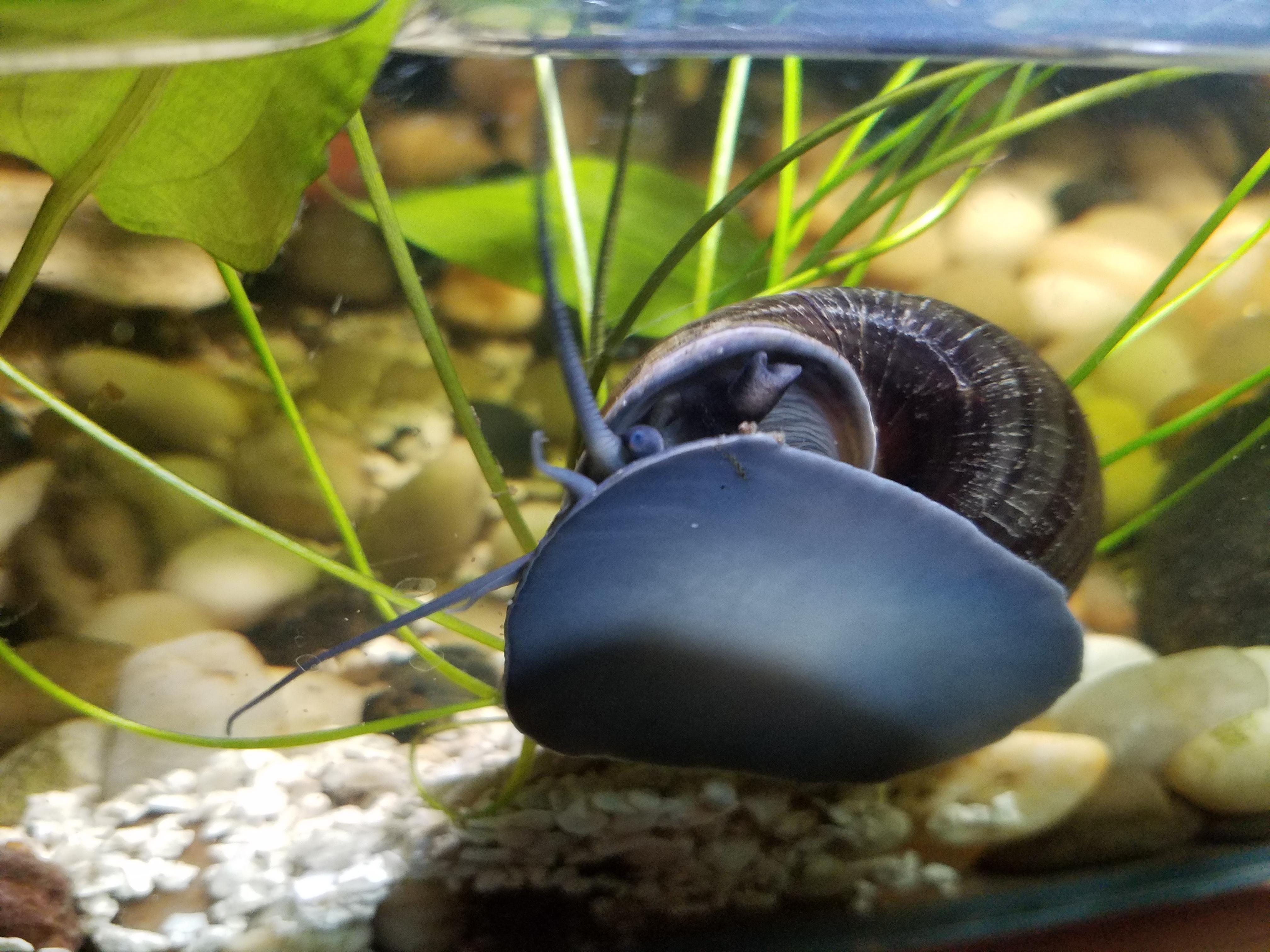Snail Identification Fort Lauderdale, FL, December 2017, lying in grass midday r/species