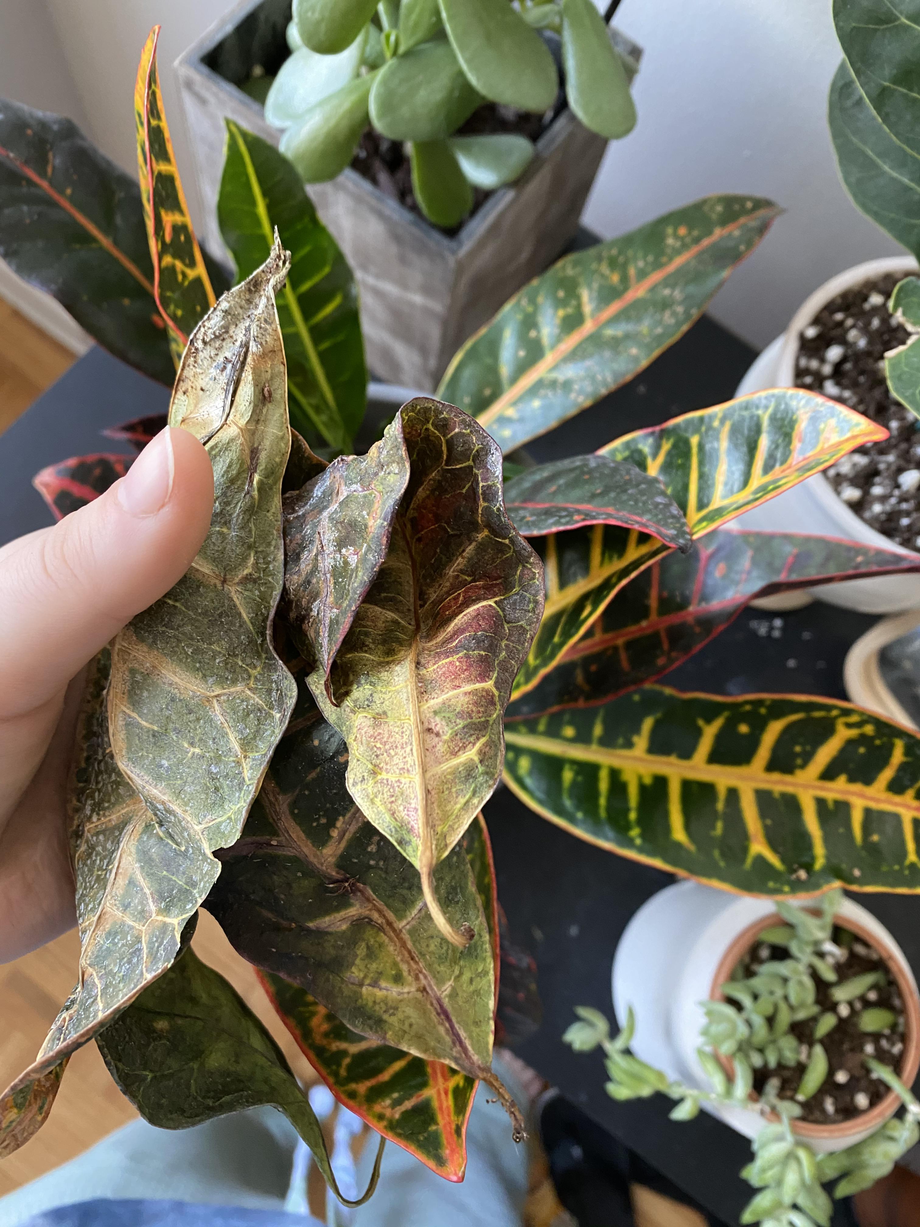 Croton leaves getting dry and dropping? What am I doing wrong ( r