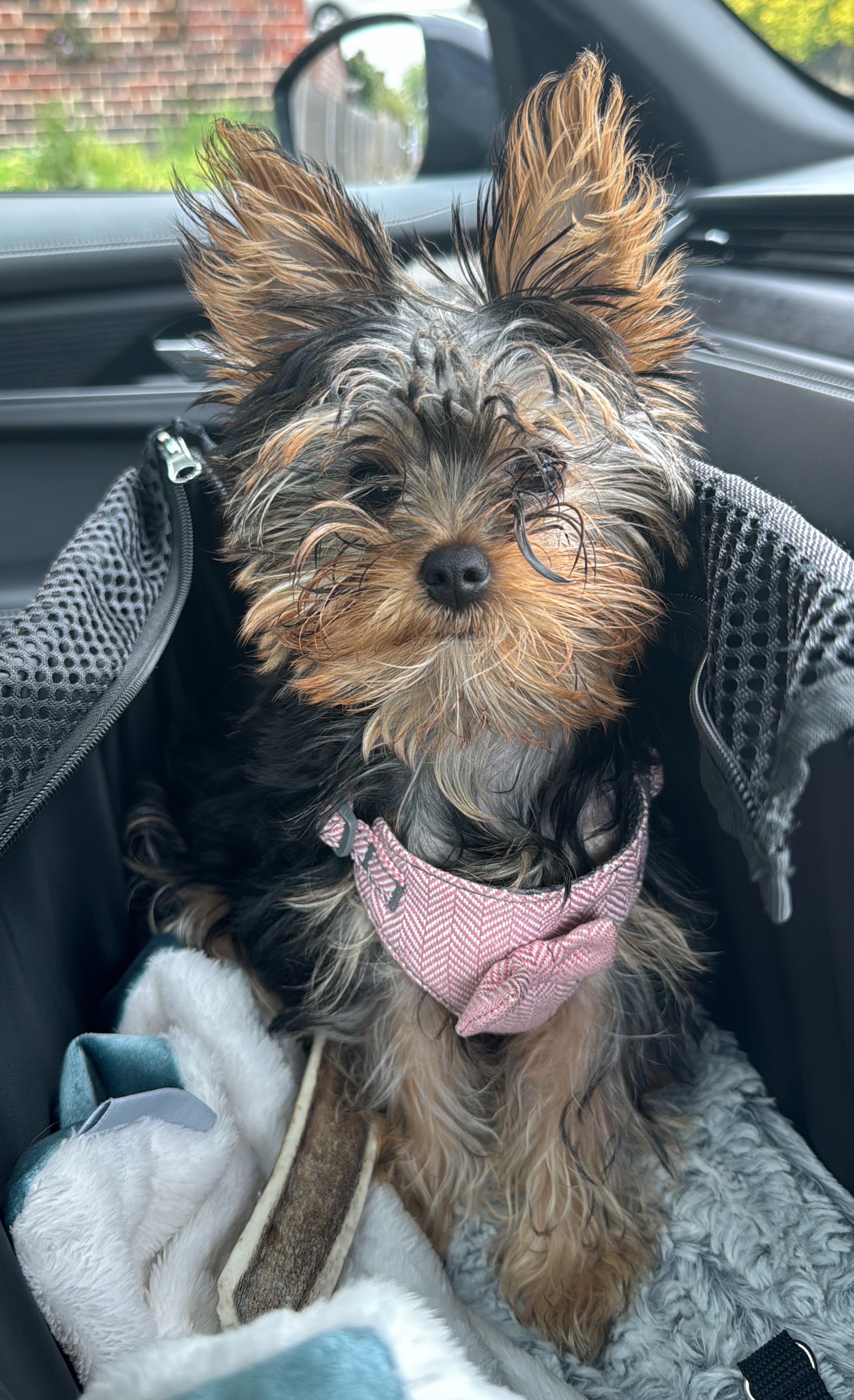 All about Yorkies (Yorkshire Terriers)