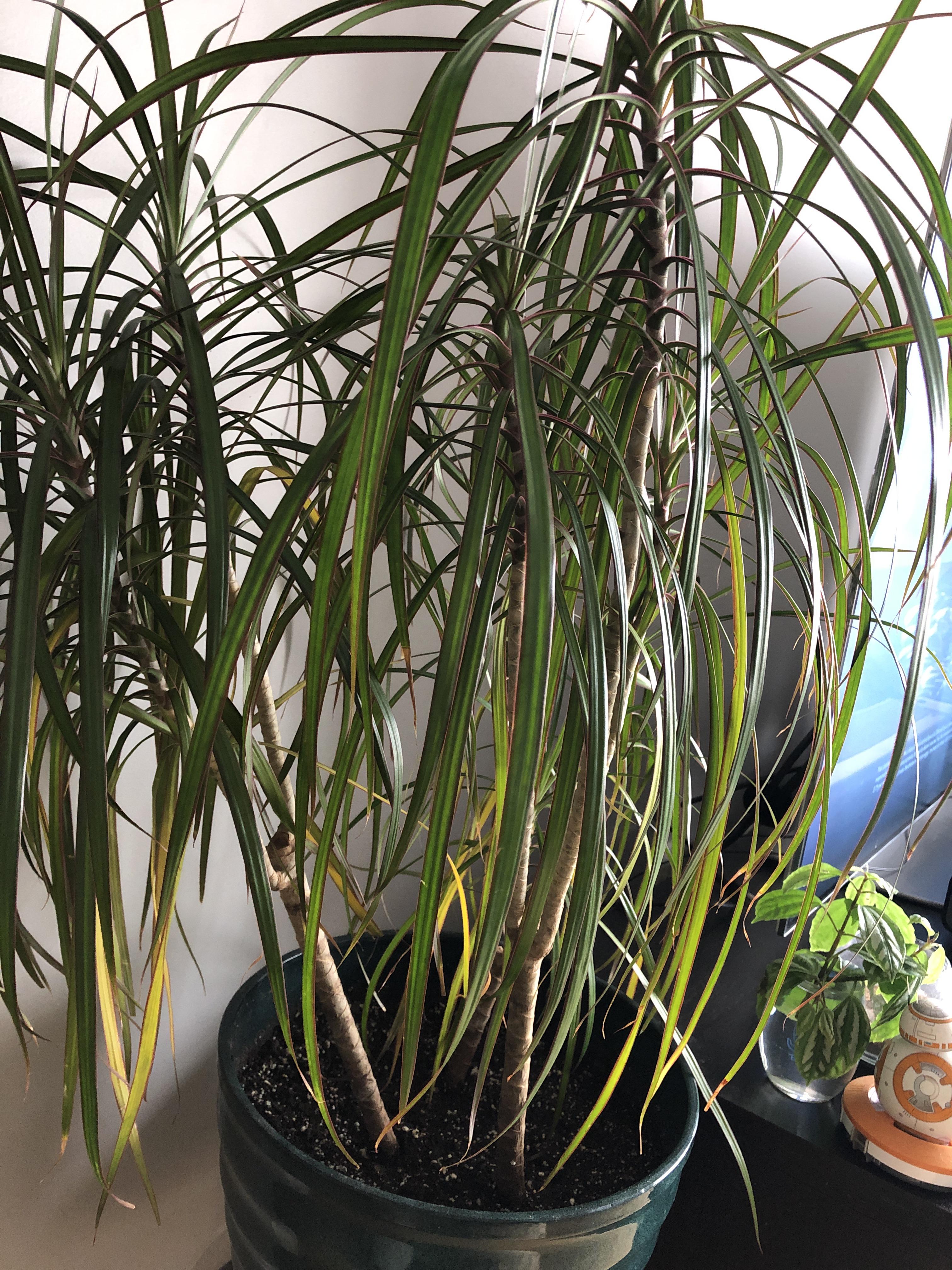 Yellowing dracaena marginata after recent repottinghelp, how can I save her? r/plantclinic