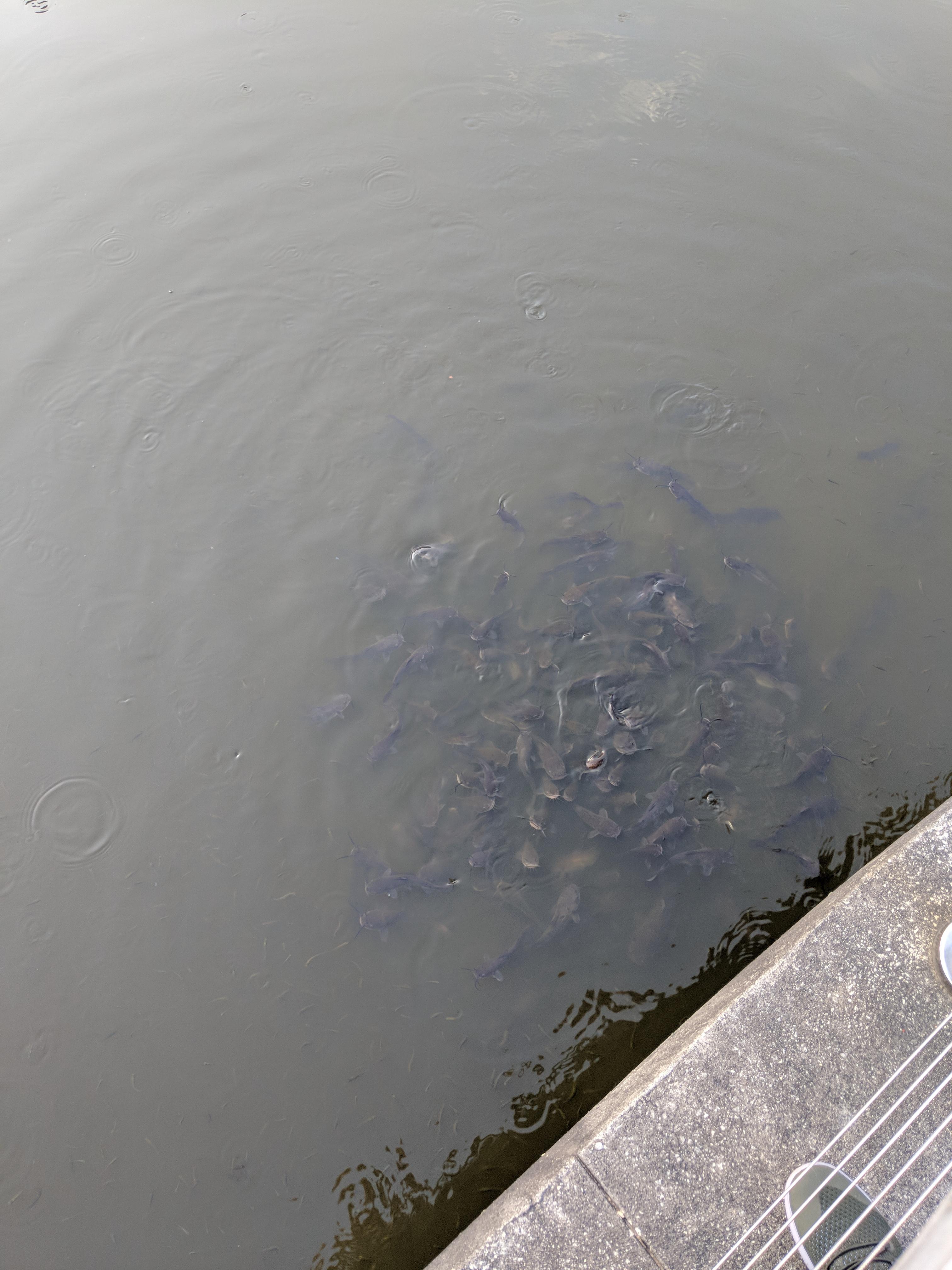 Invasive catfish at Old Fourth Ward park? r/Atlanta