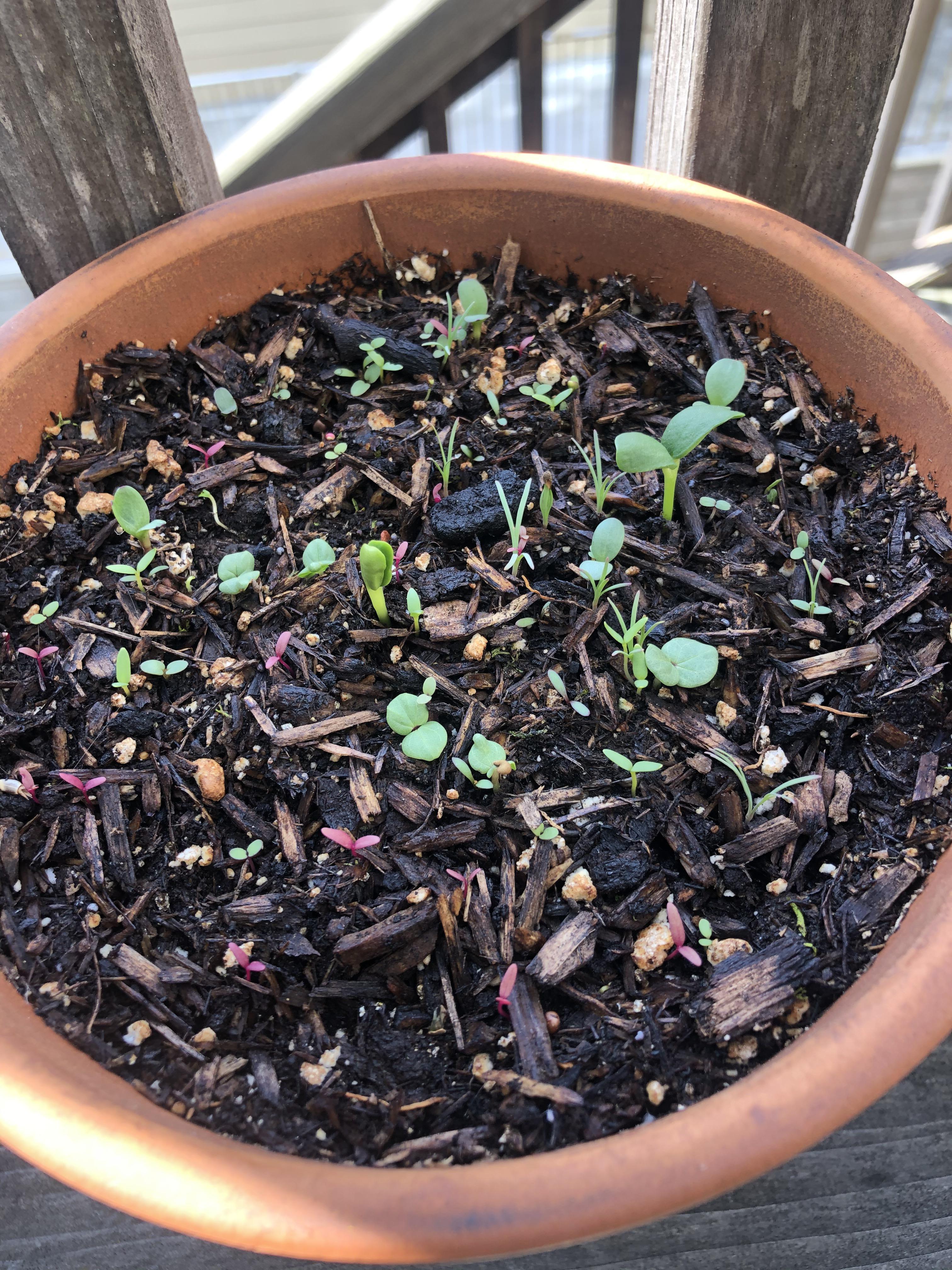 My spring flower seeds are sprouting! Do you think they’re too close together and will die