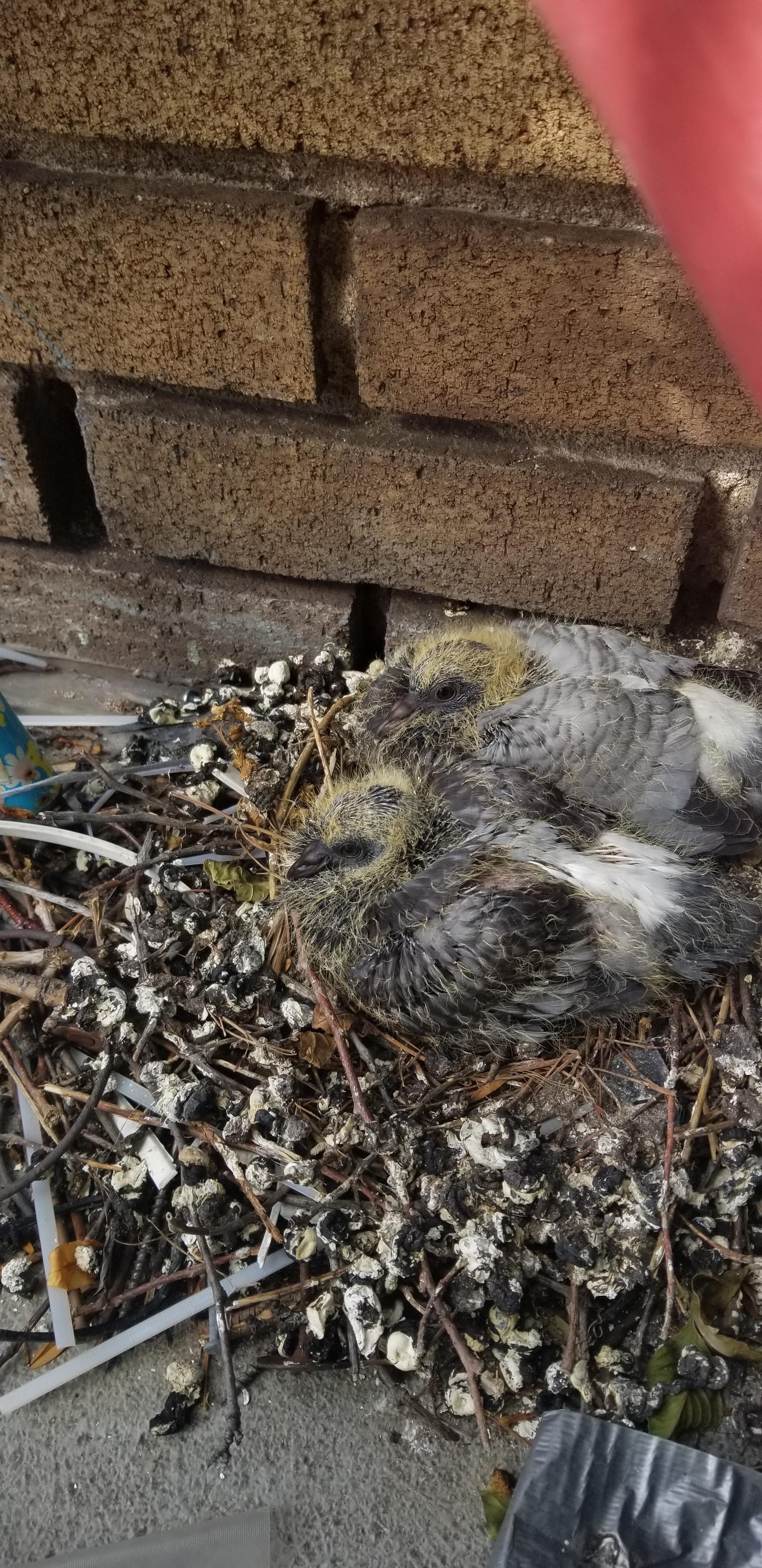 Baby pigeons are growing more and more everyday..wondering if I should