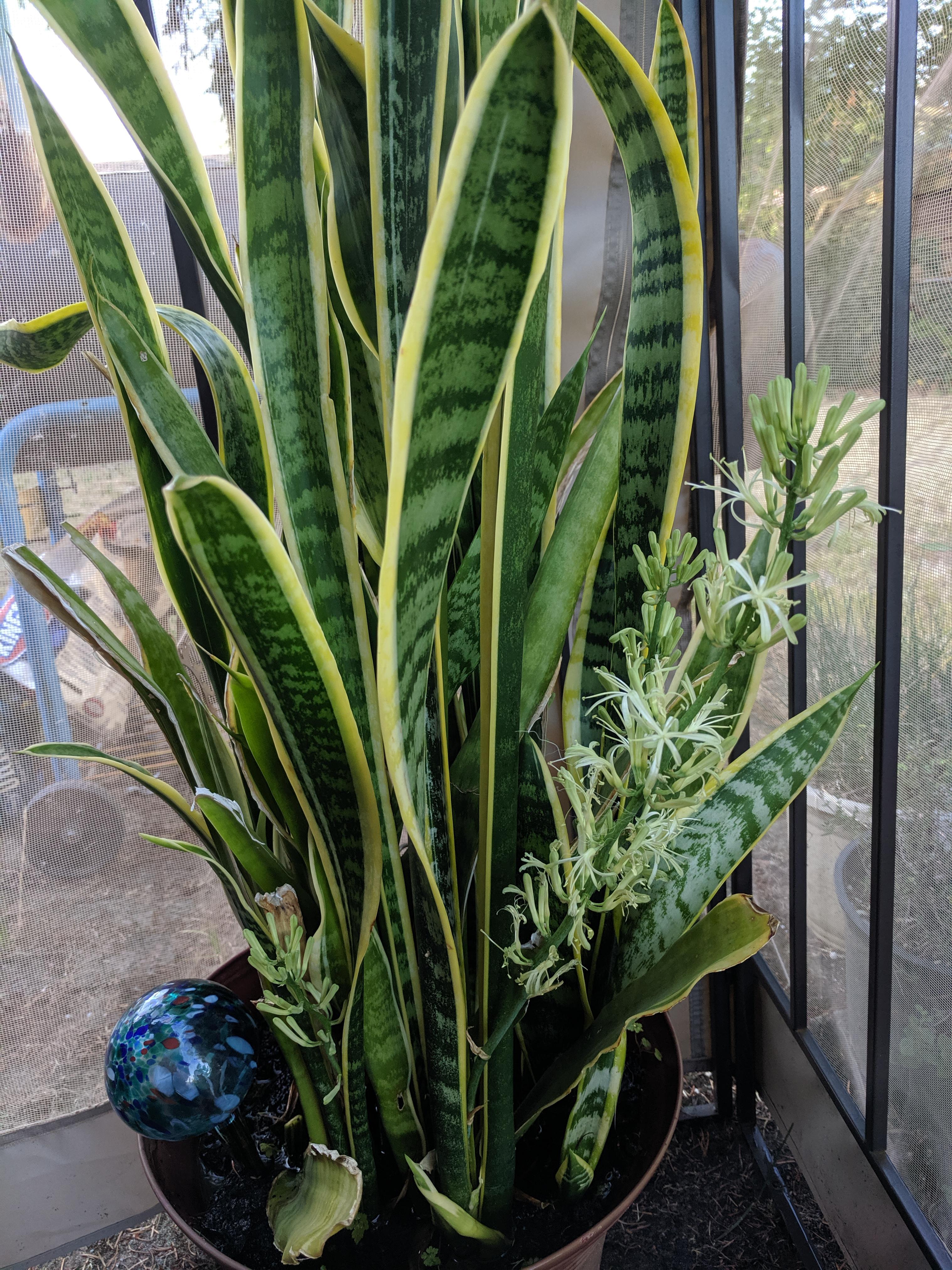 My Motherinlaw's Motherinlaw Tongue plant bloomed! I didn't know