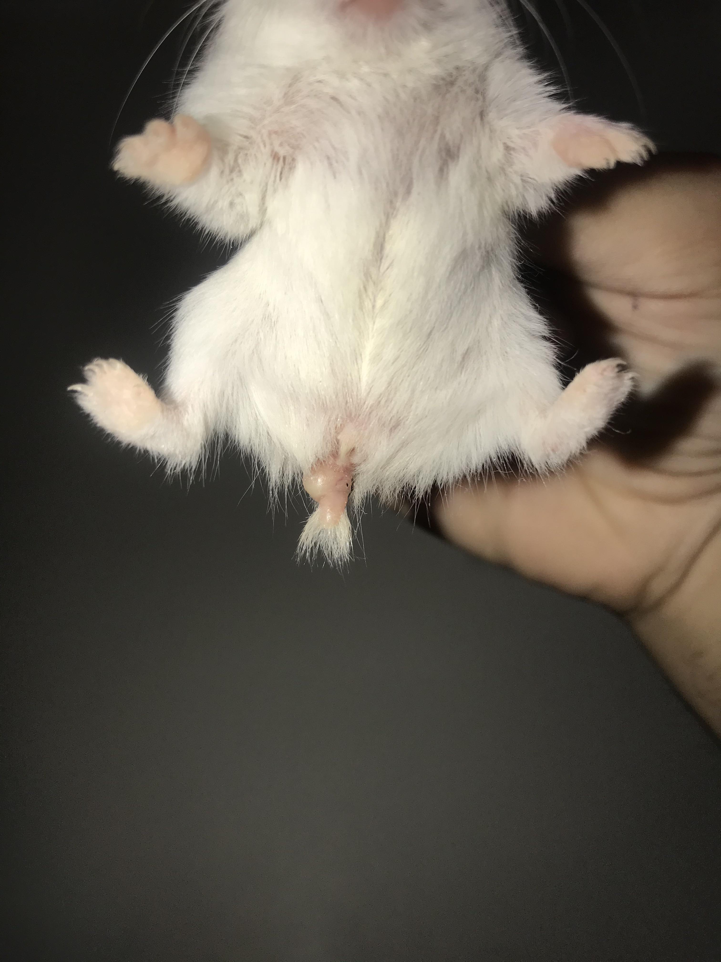 Can someone tell me why my Hamster’s tail is swollen like this? r