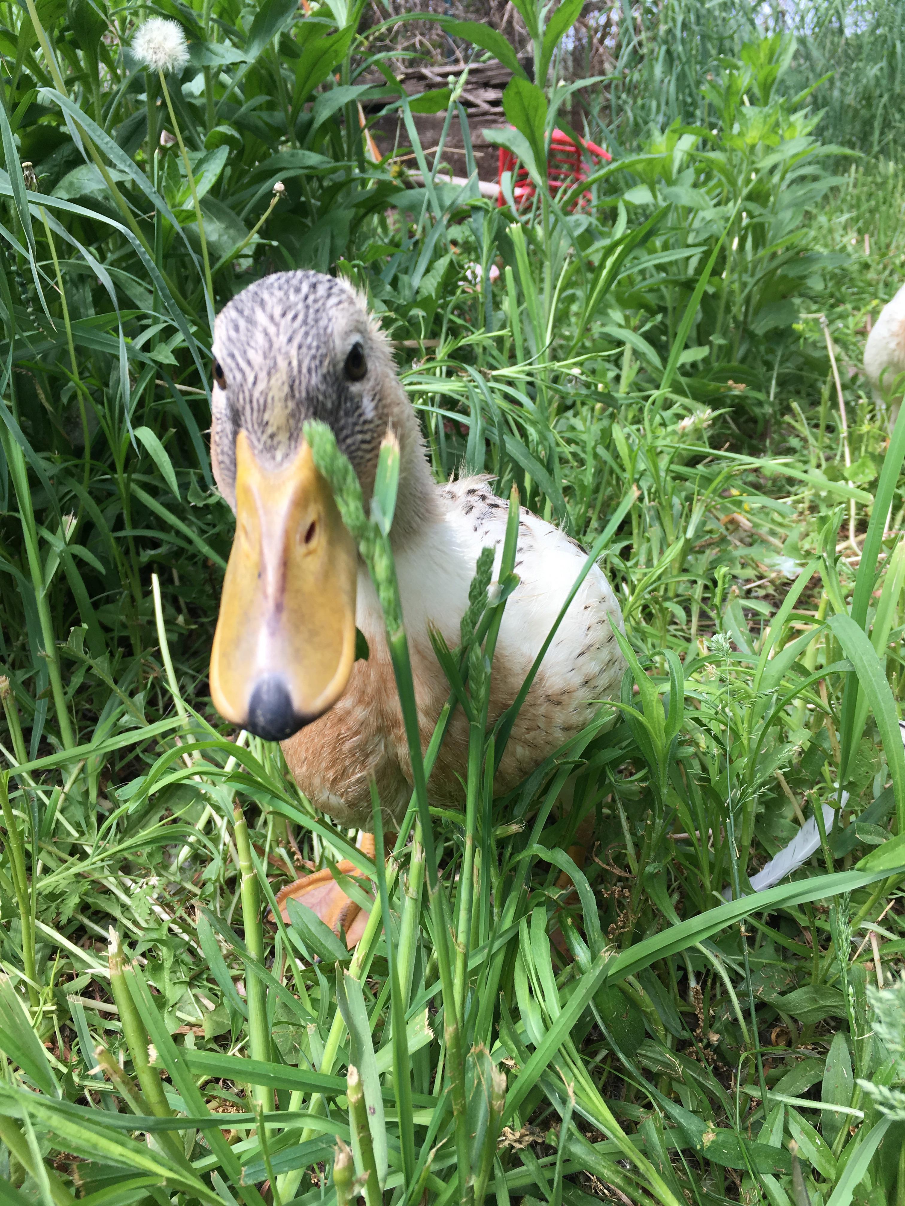 Geraldine is the love of my life r/duck