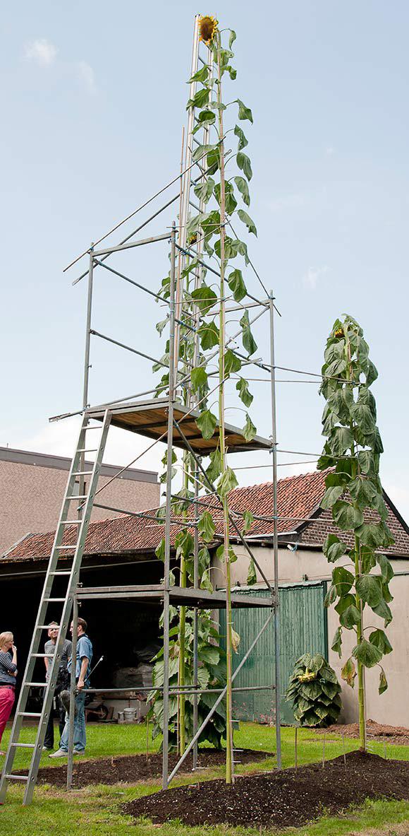 The world record largest sunflower. Over 30’ tall r/HumanForScale
