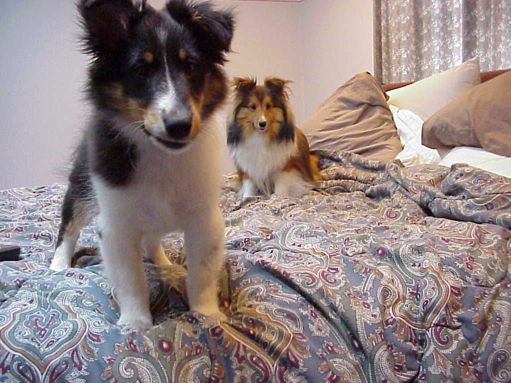 Bailey and Kibby ready for bed r/sheltie