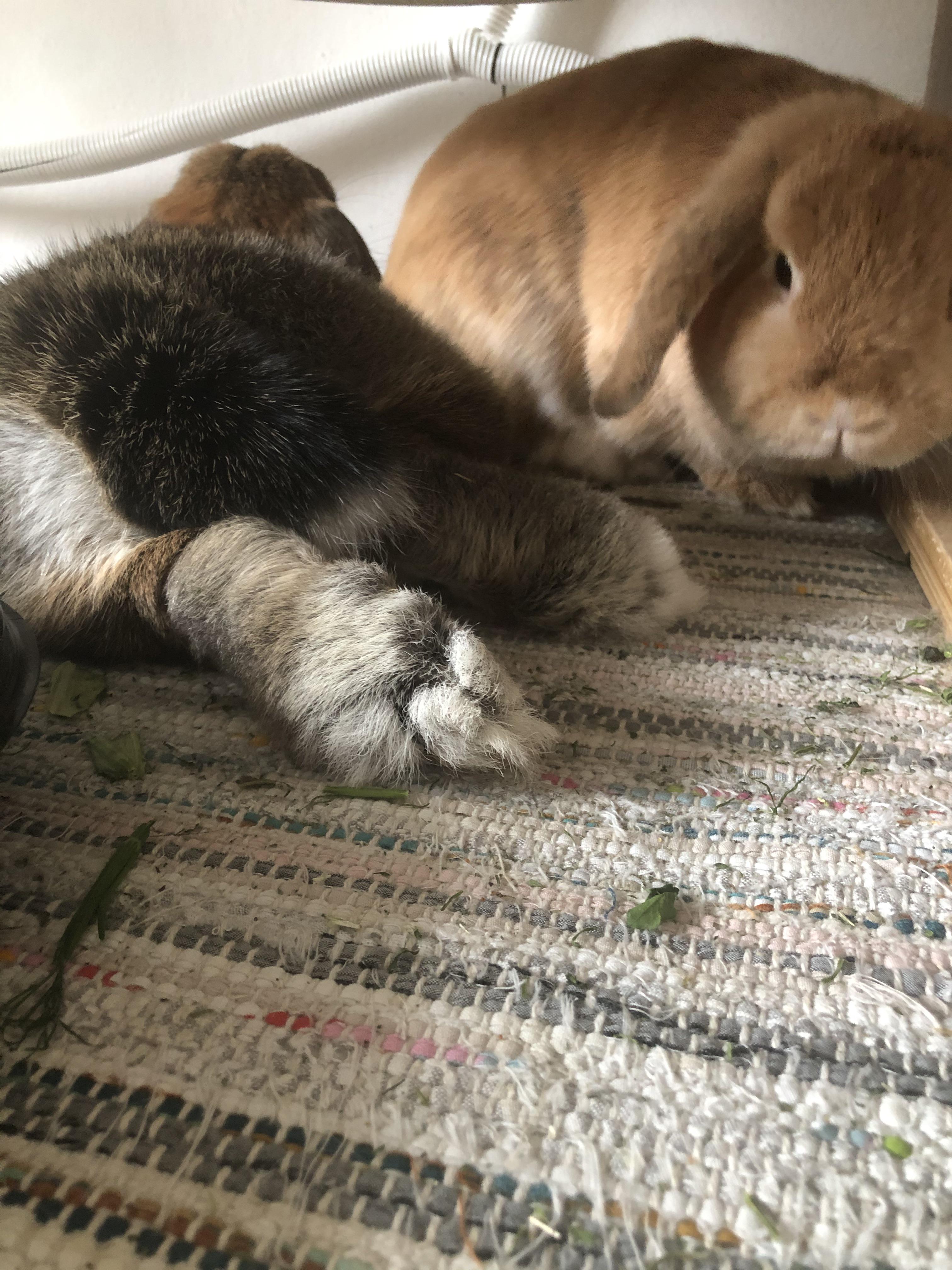 Anyone else think that bunny feet are just the cutest thing? r/Rabbits