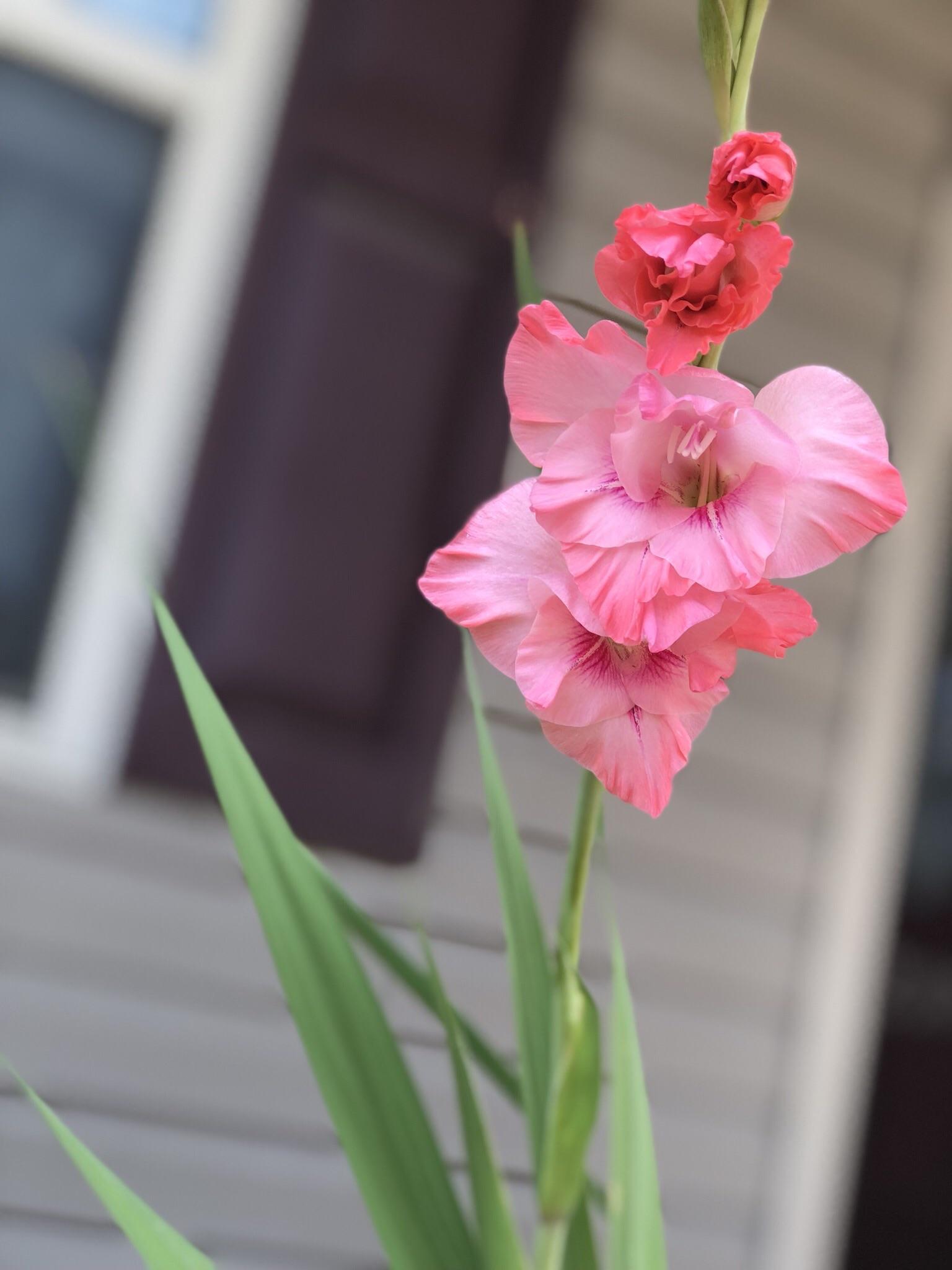 Decided to start a garden with my four year old daughter. We planted about 20 gladiolus bulbs