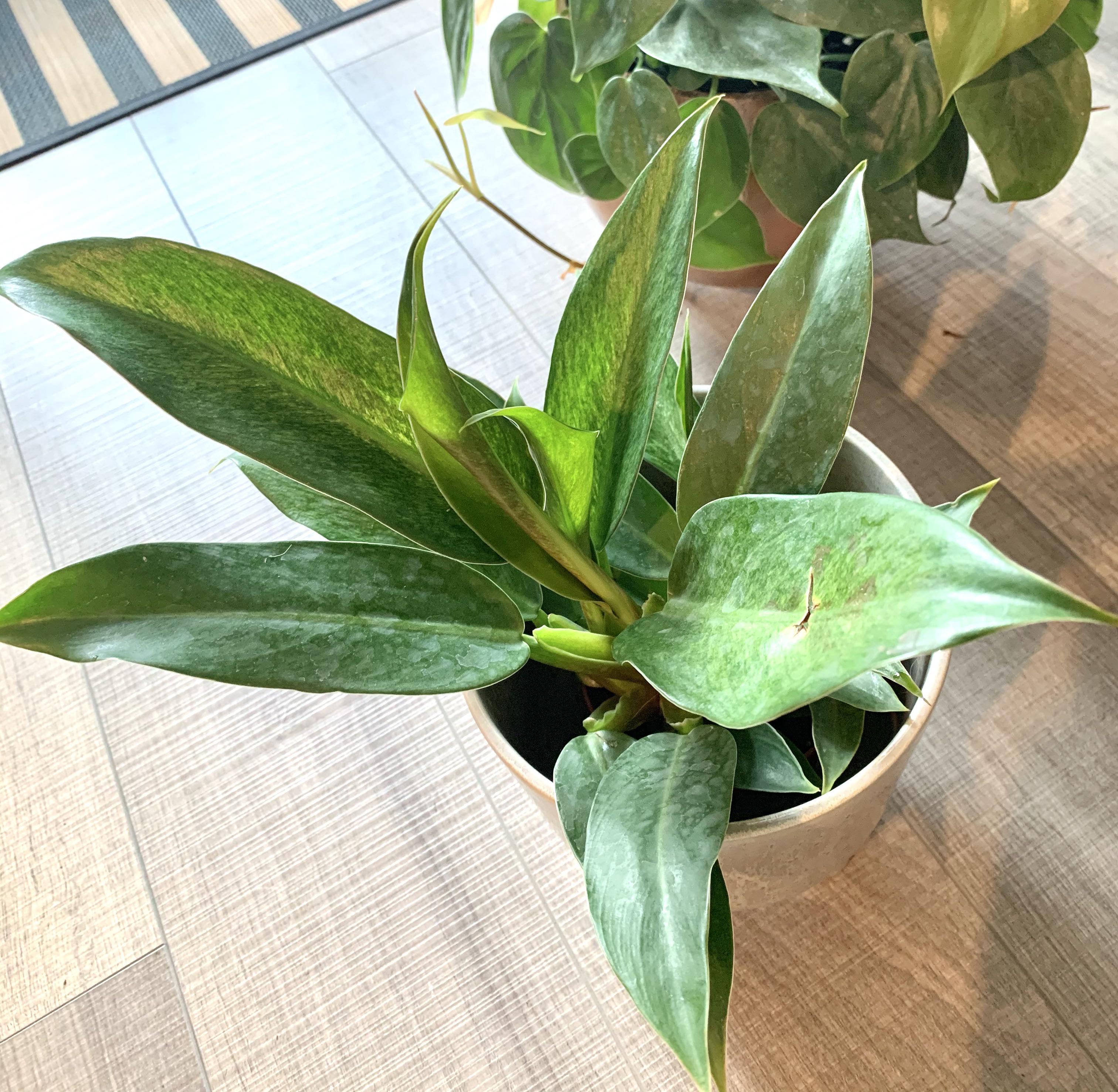 philodendron little phil Reddit post and comment search SocialGrep