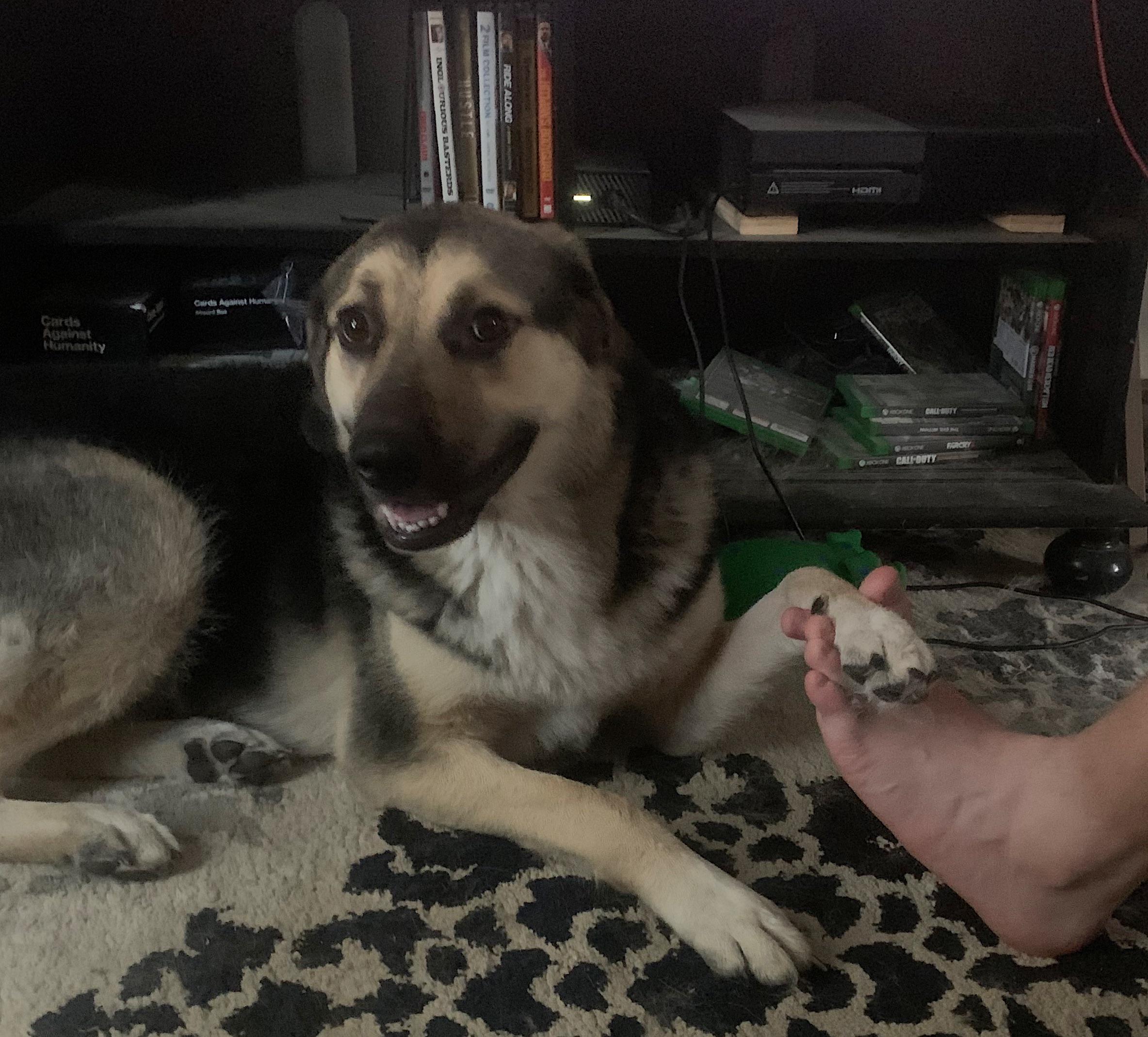 Why Do We Call Feet Dogs