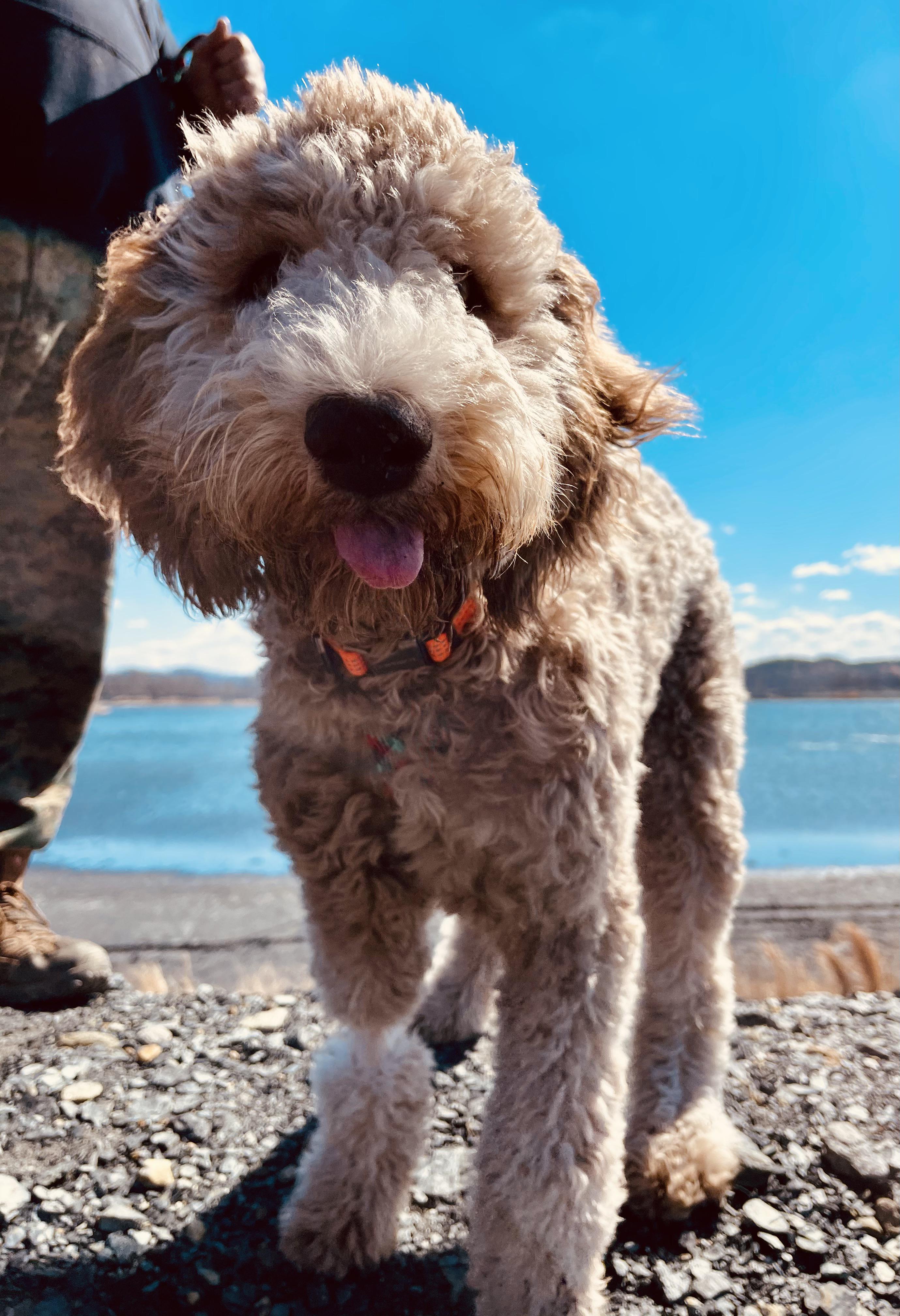 Labradoodle or fried chicken labradoodles