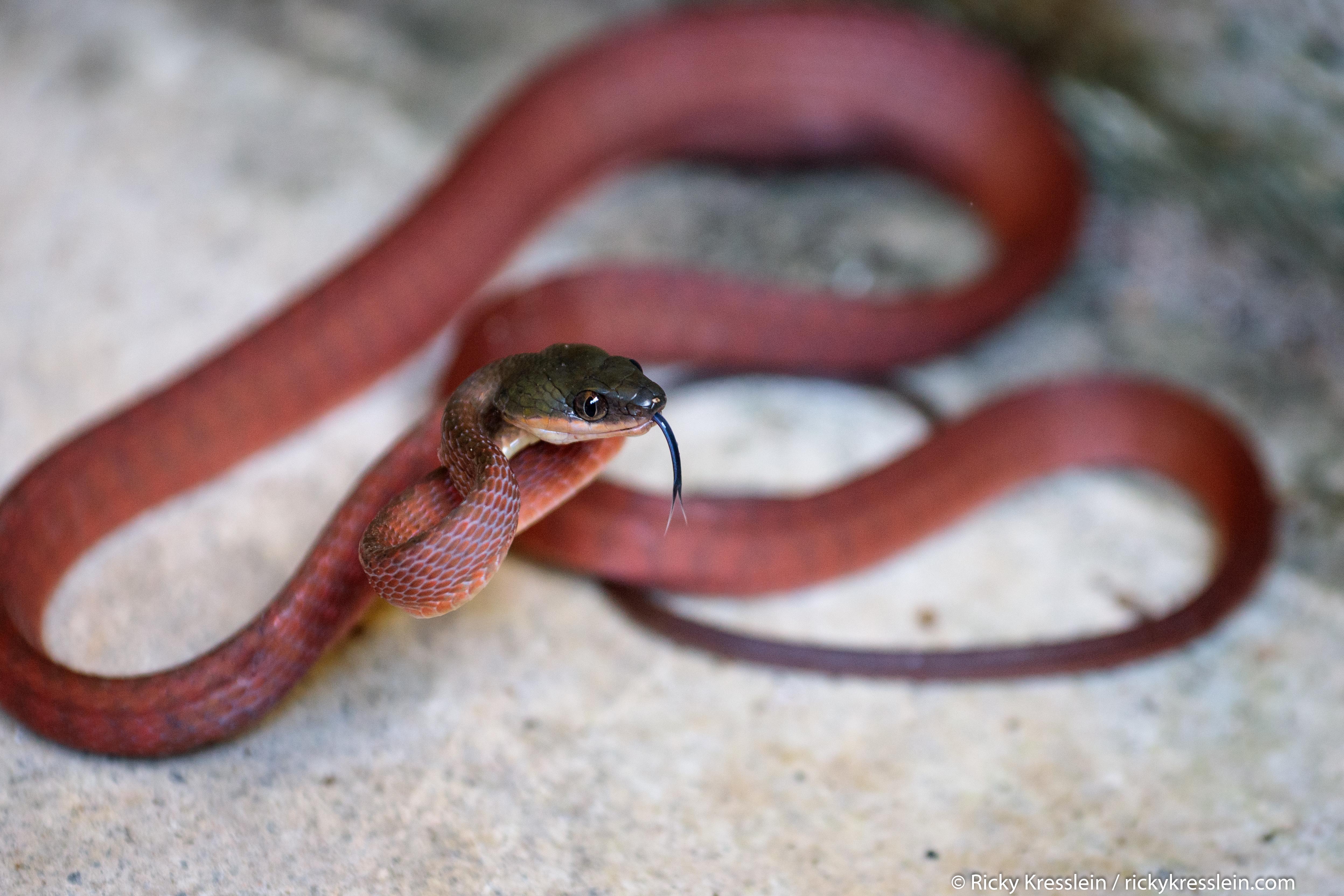 Red snake w/ black head found in North Sumatra. What is it? r/animalid