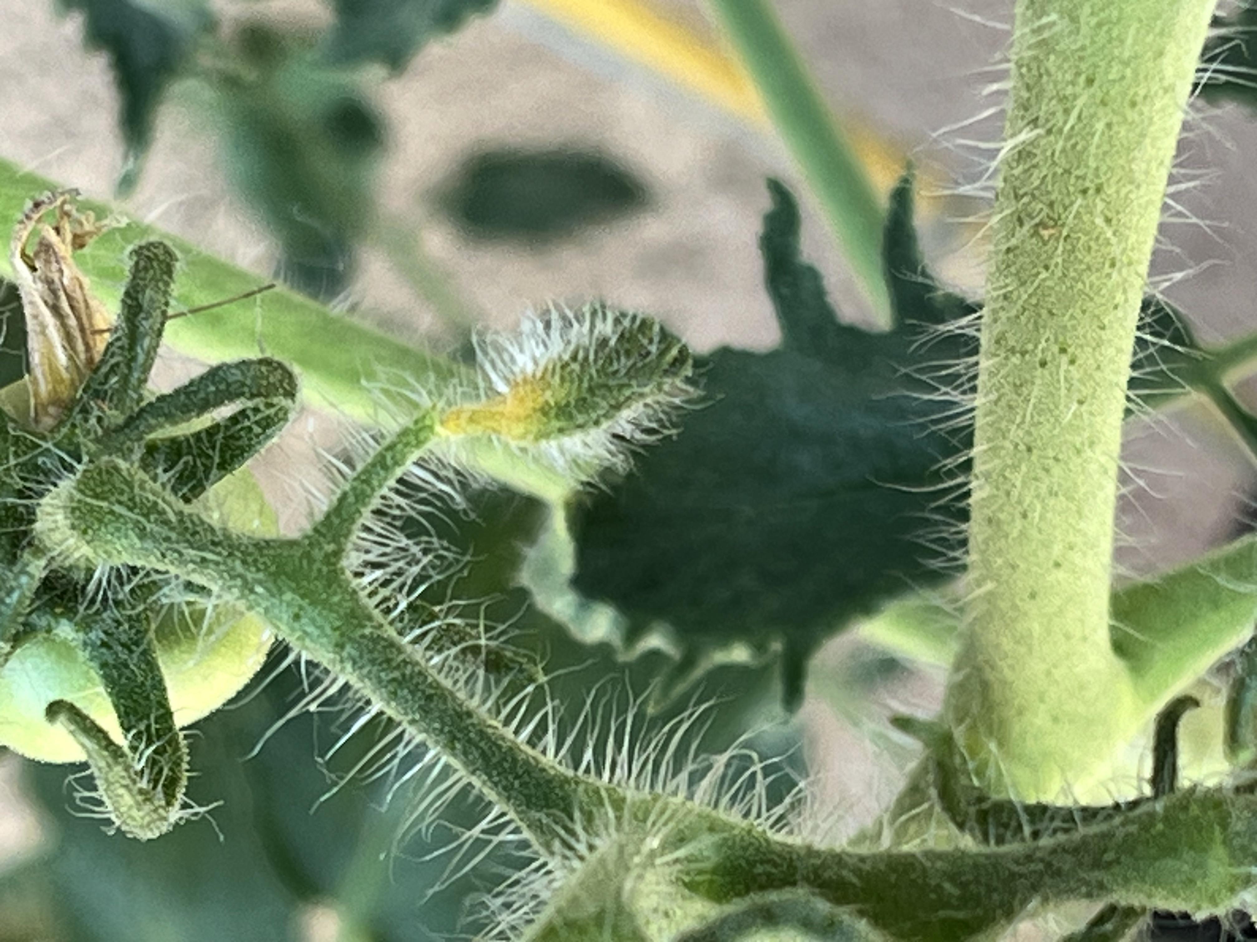 Why are my flower buds turning yellow at the base? r/tomatoes