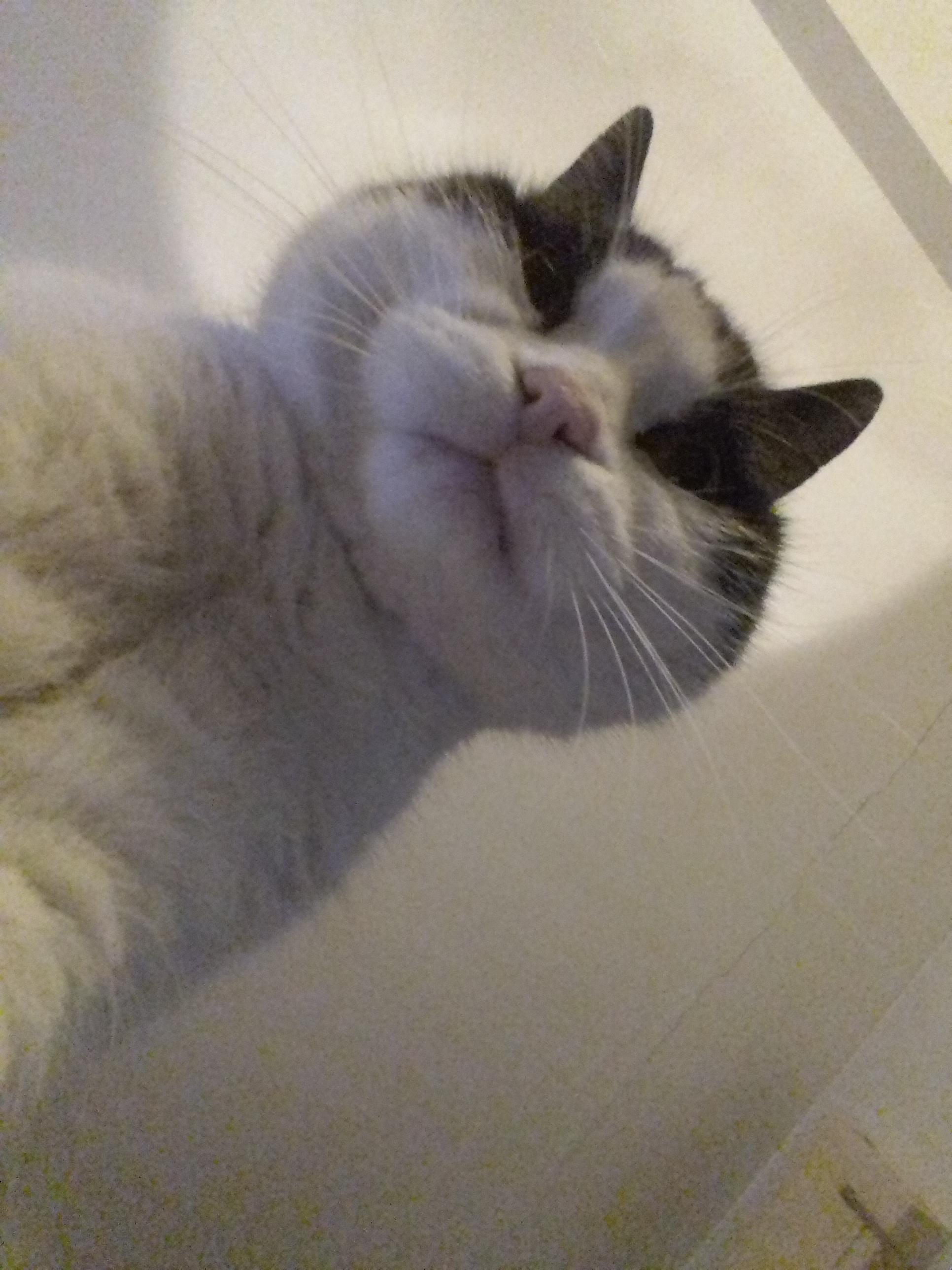 Grisou is a vain cat. Here's a selfie... r/aww