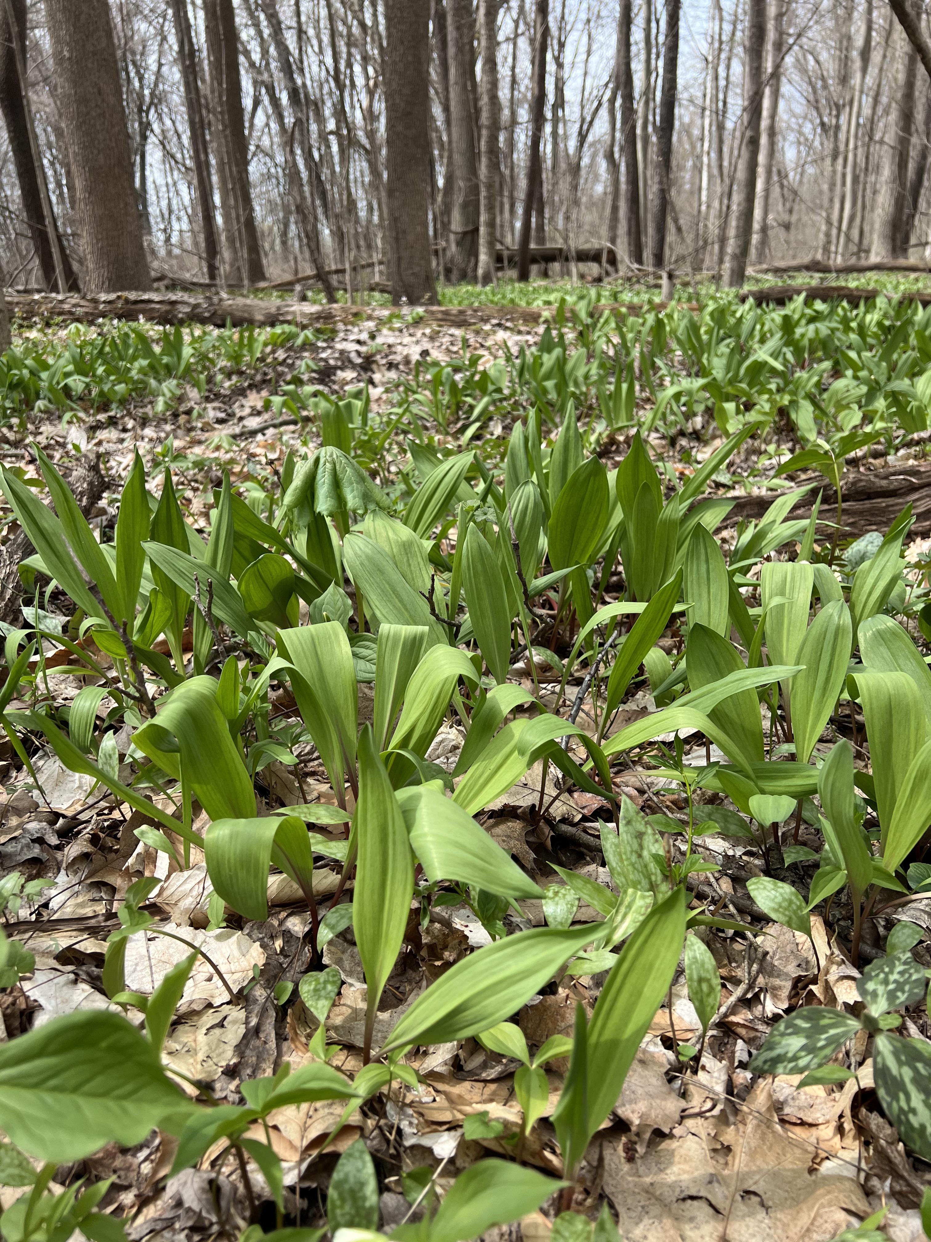Ramps 😍 r/foraging
