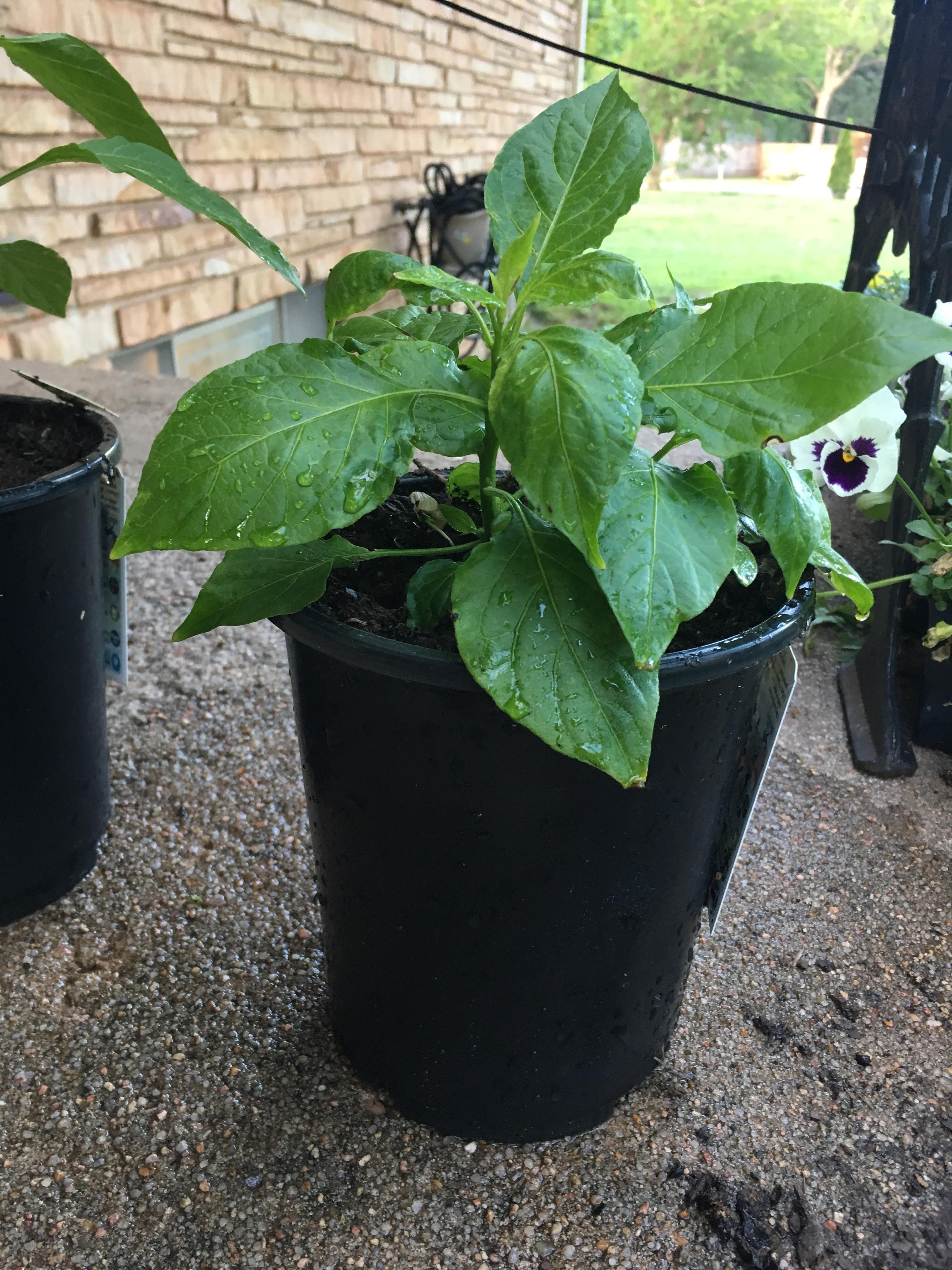 (Help?) How should I take better care of my ghost pepper plant/does it