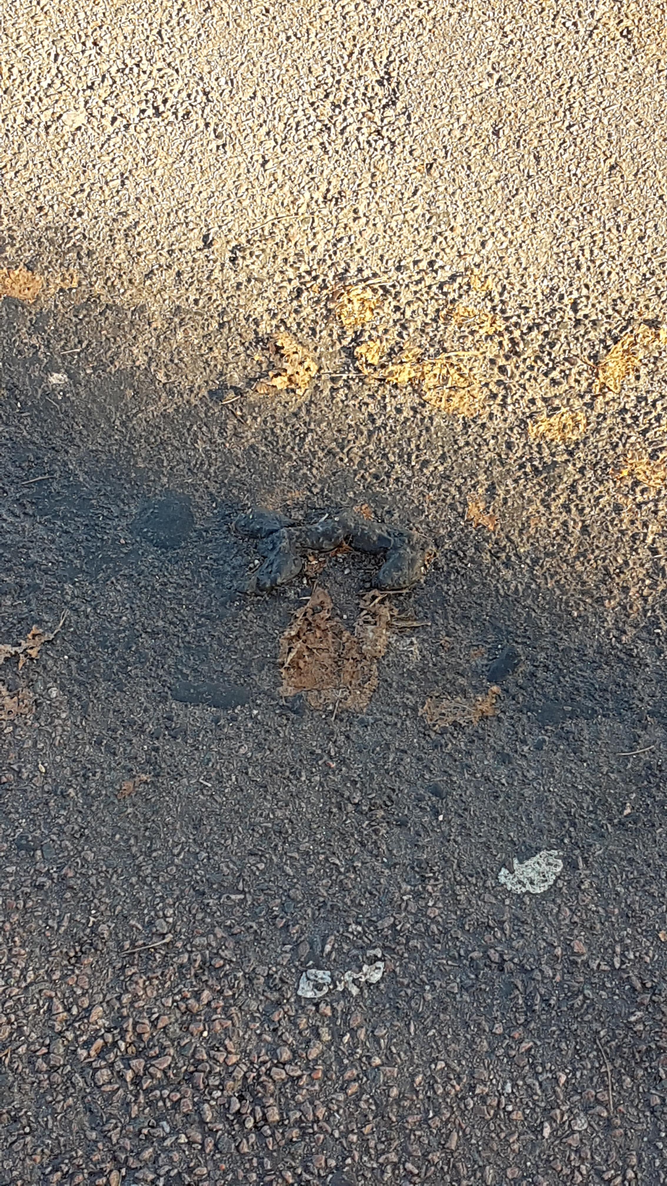 Asphalt on top of dog poop r/mildlyinteresting