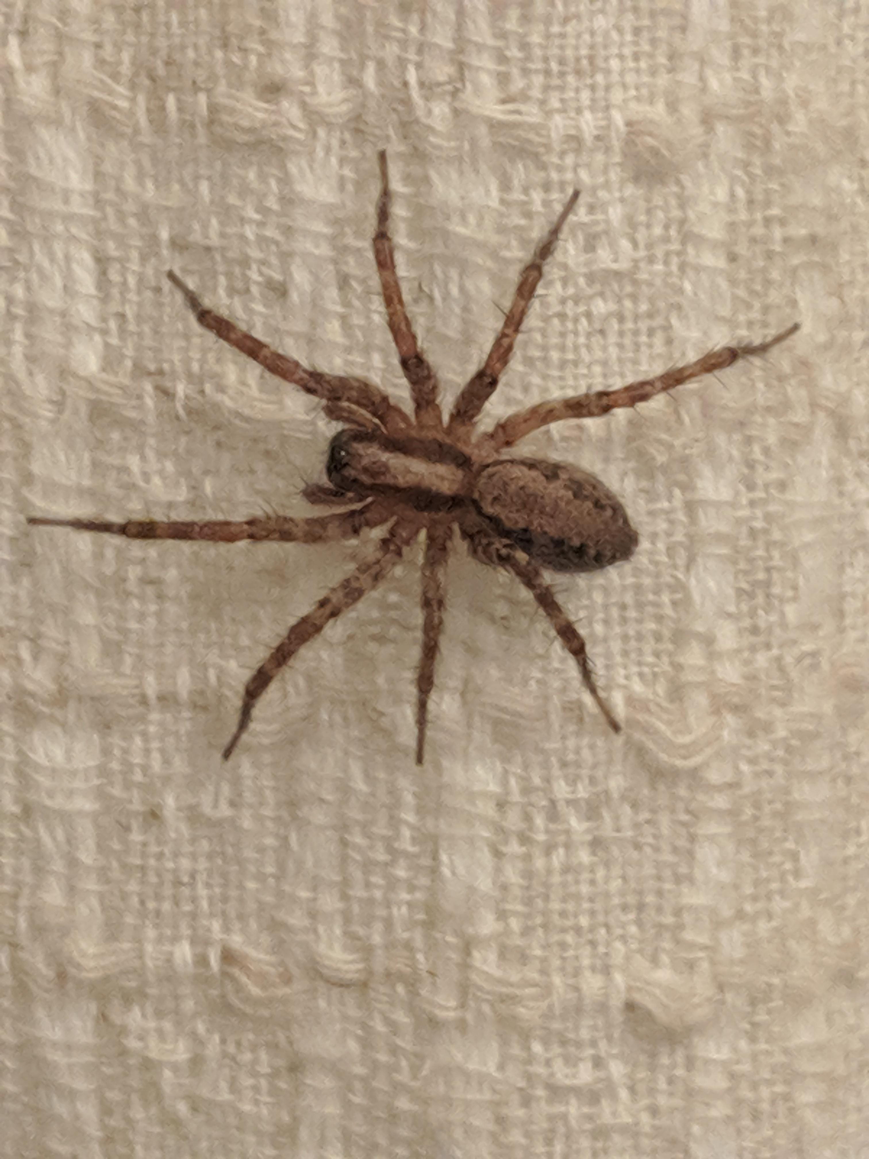 ID Southern California. r/spiders