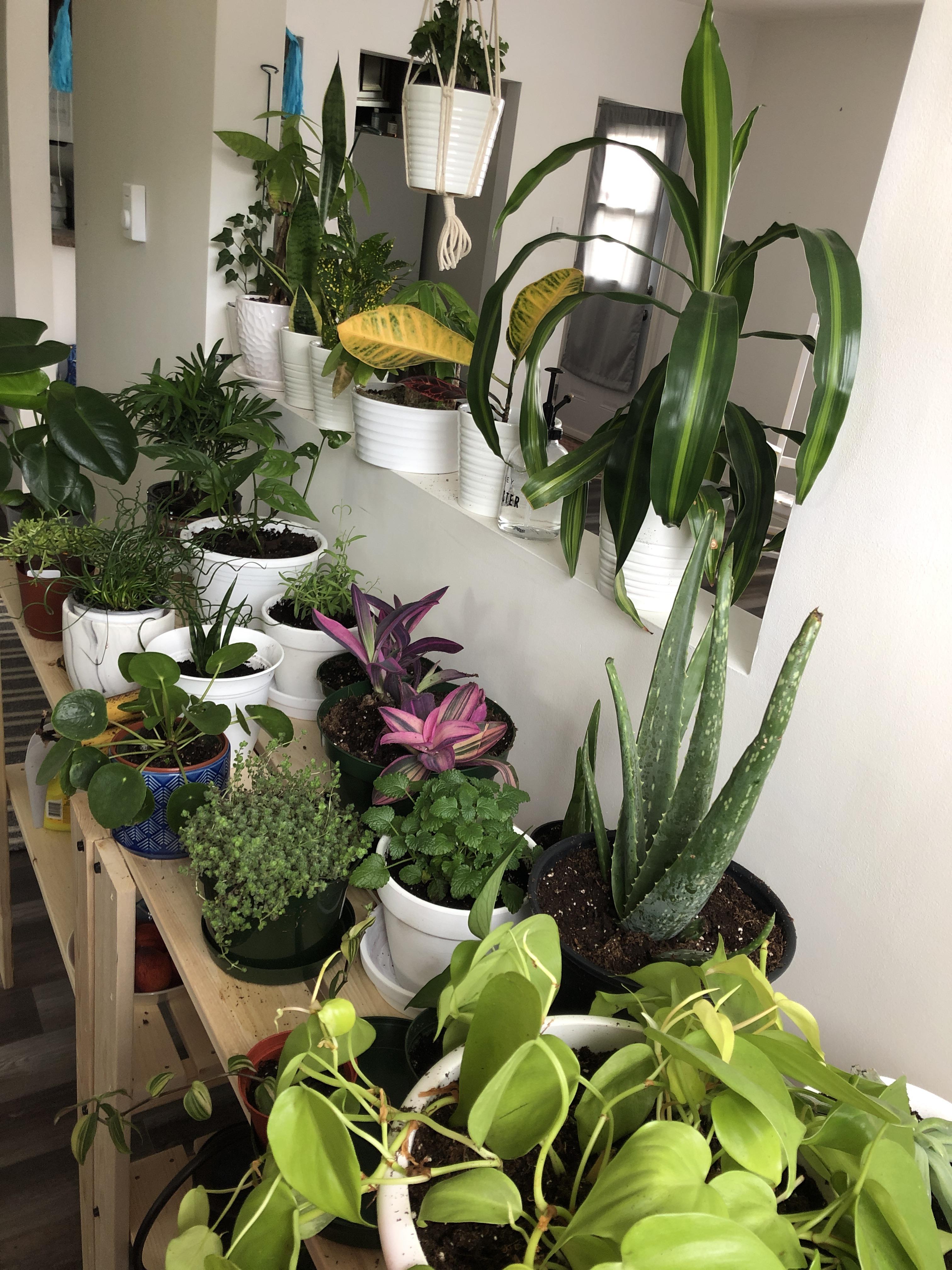 Recently became obsessed. Happily accepting tips and tricks ) r/houseplants