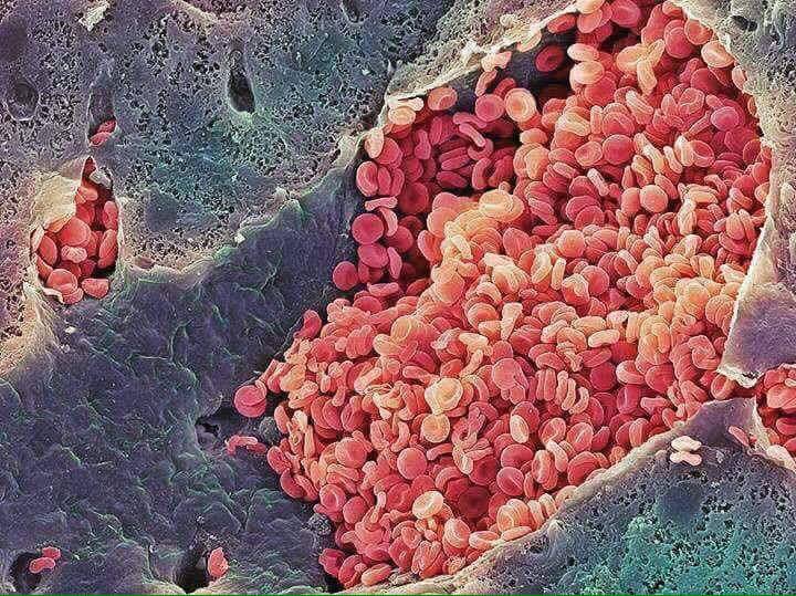Cells Under An Electron Microscope