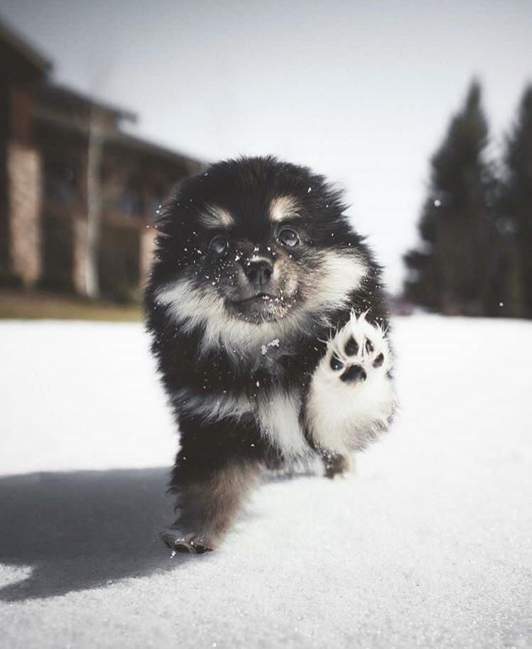 Snow Pup : r/aww