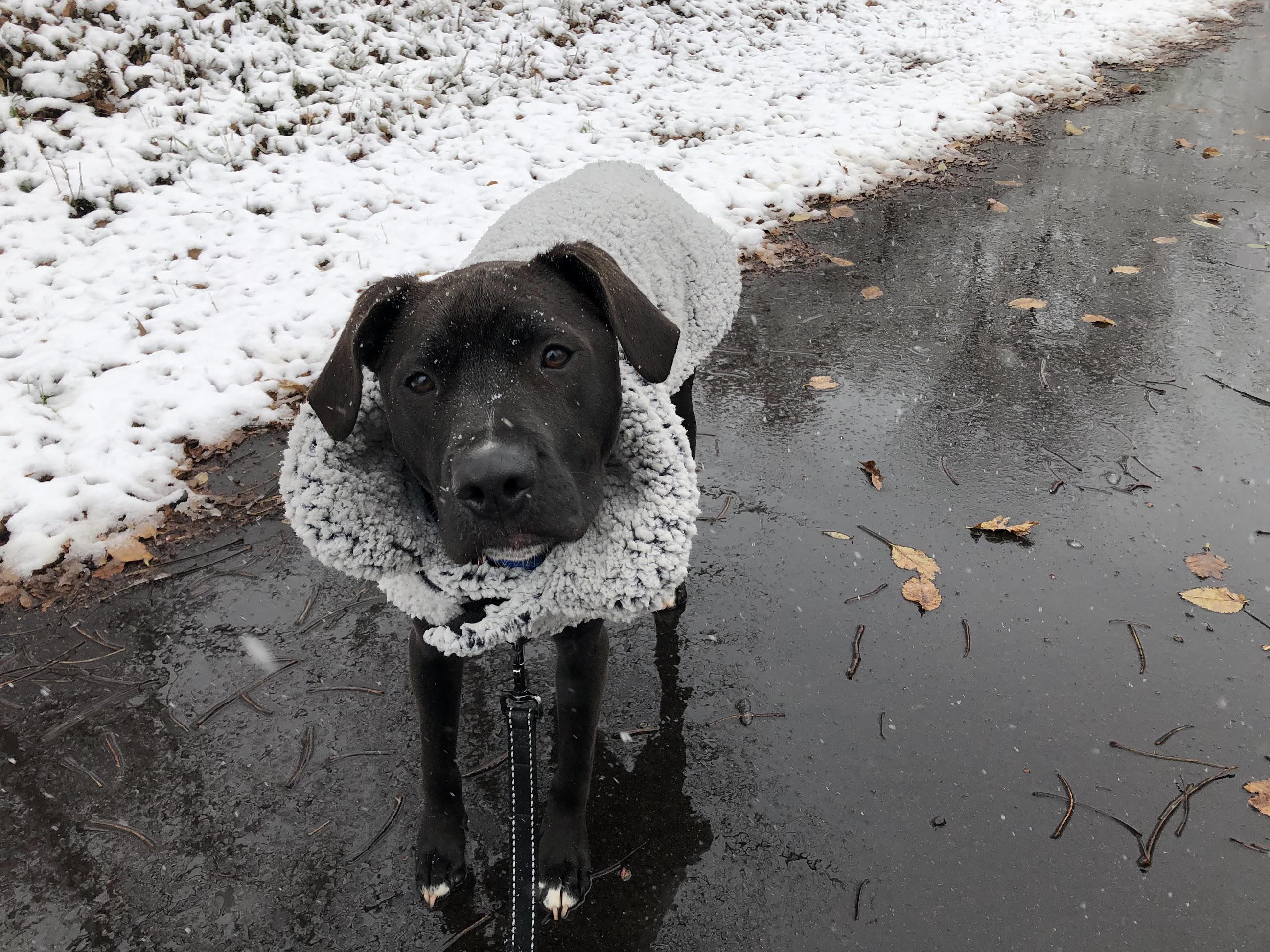 A good boy in his winter coat. Finn says they are necessary for the