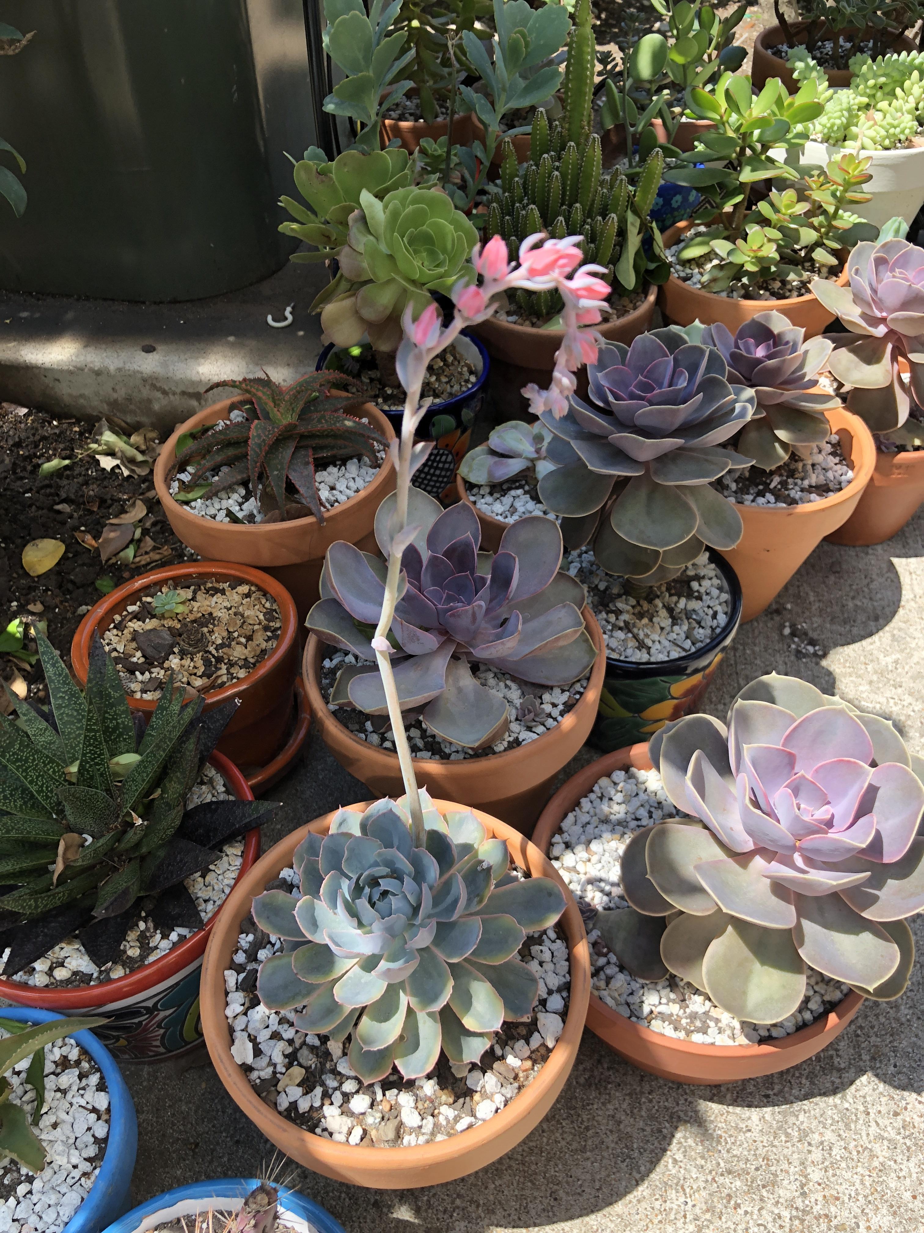 Blooms r/succulents