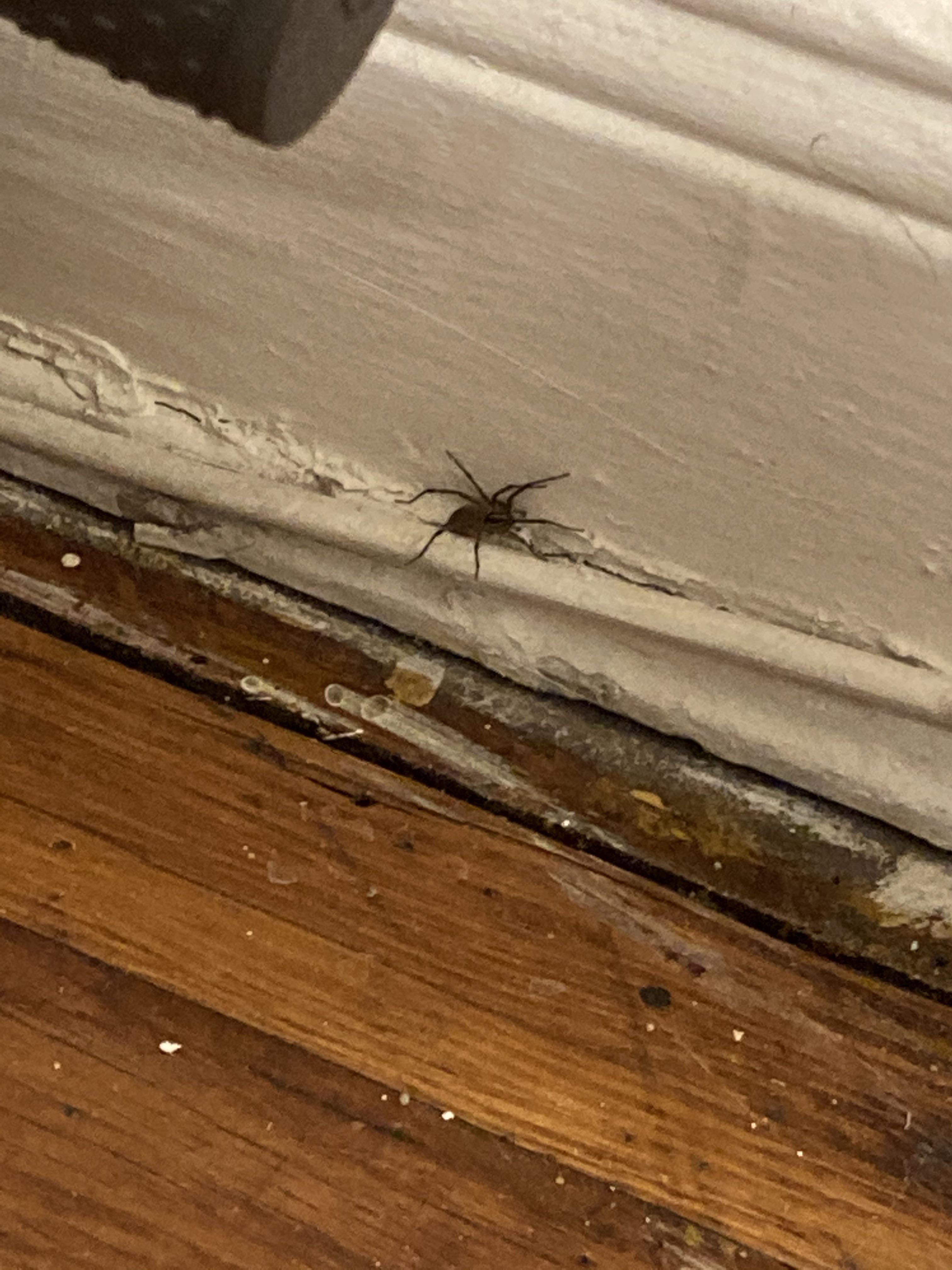 Came home to this huge spider in my apartment, it ran into the wall