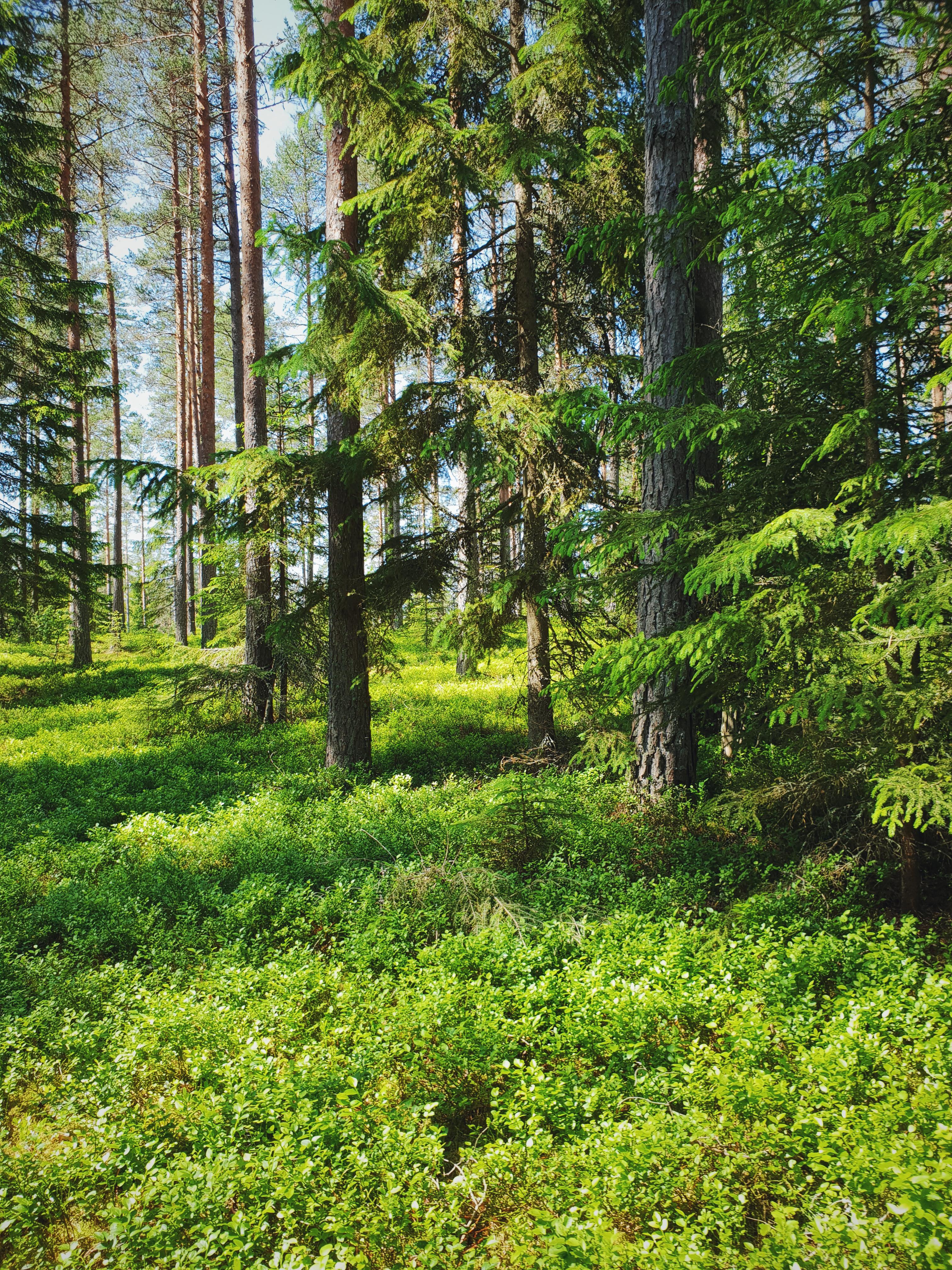 The lush forests of southern Sweden always surprises me with their