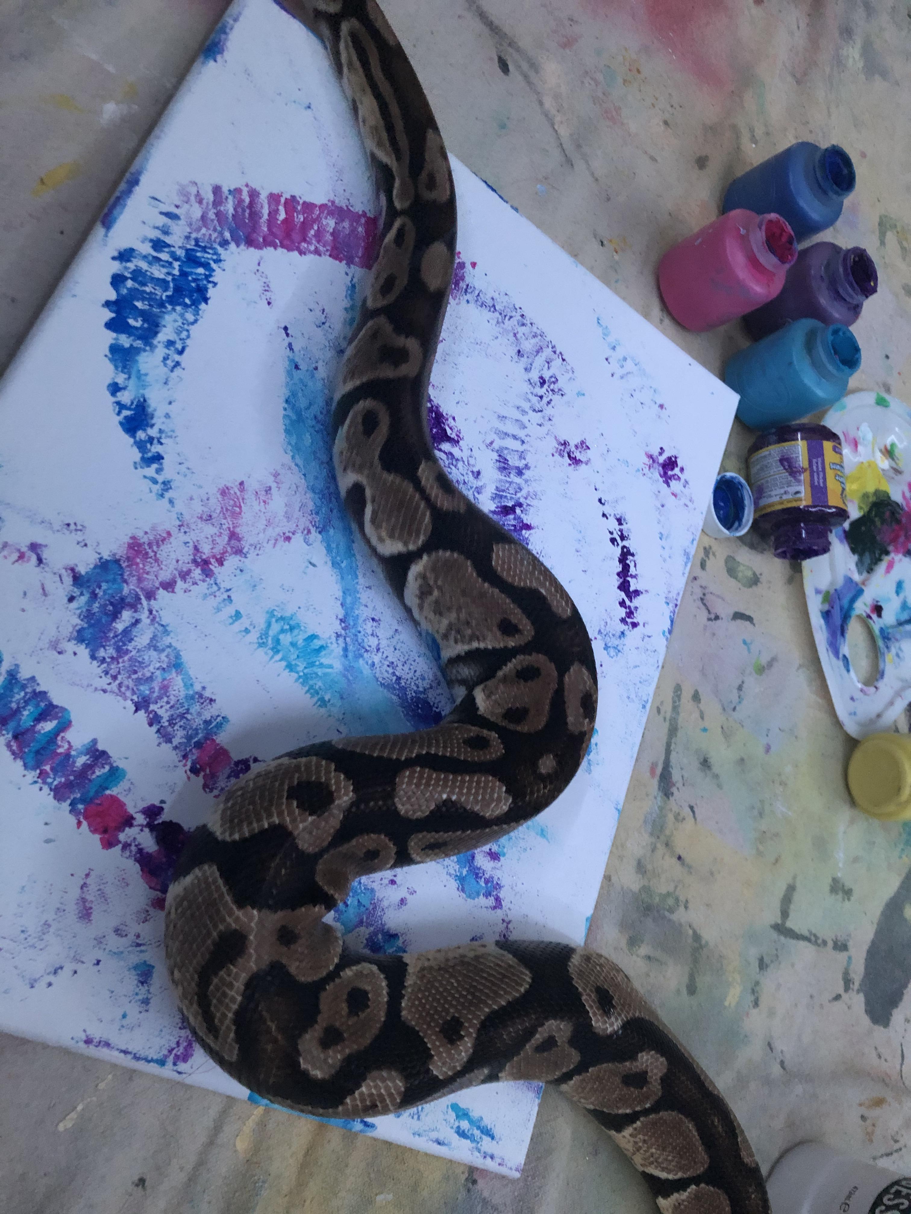 My reptiles have been painting! (non toxic paint was used that zoos use