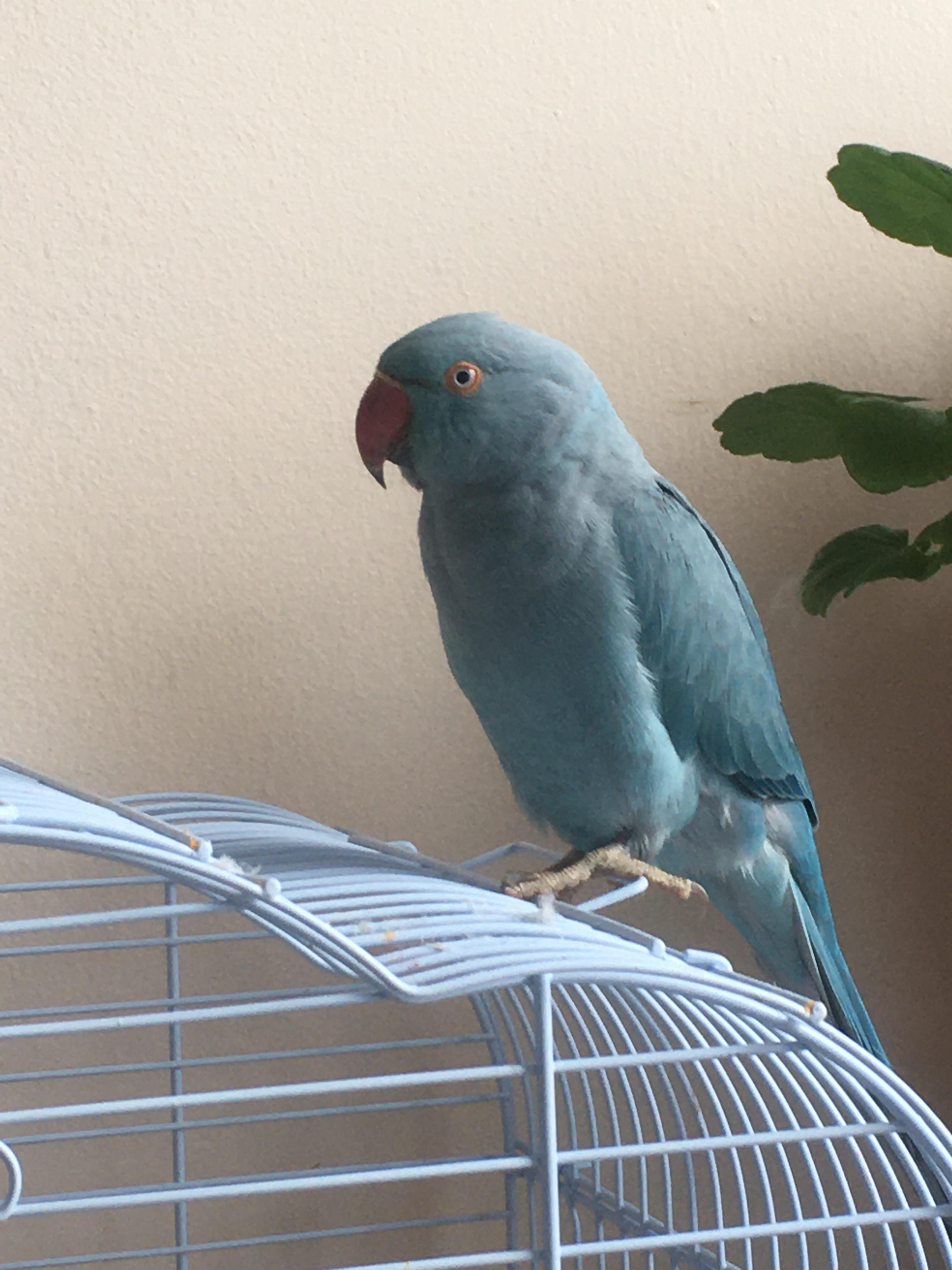 Anyone know what type of bird I own and how much she is worth? She’s