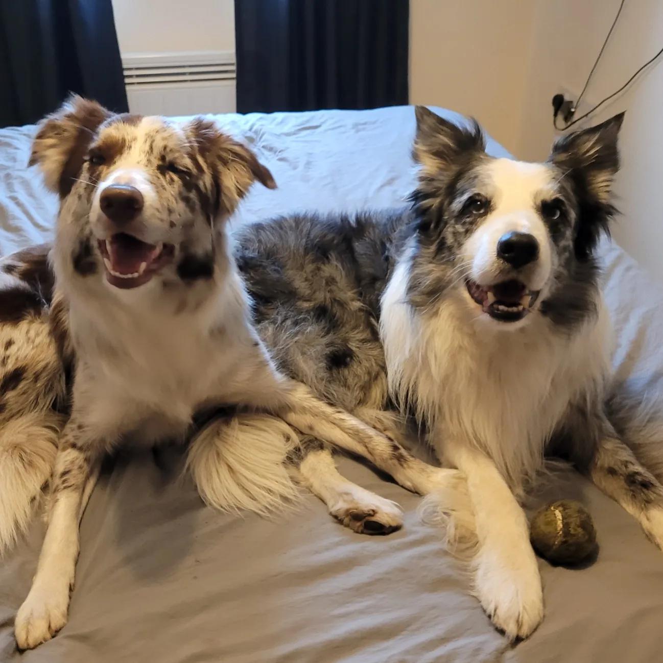 Red and Blue Merle Border Collies aww
