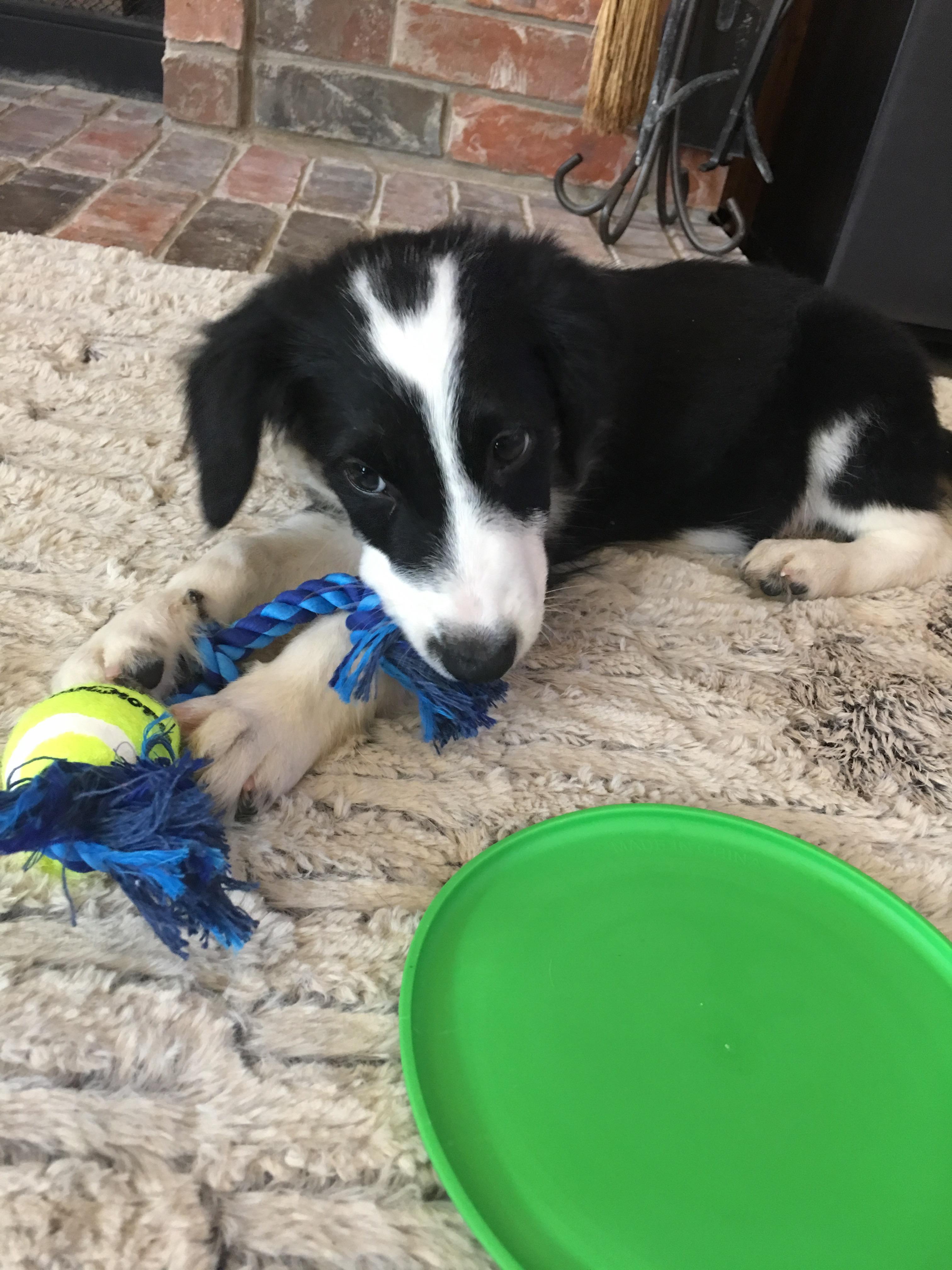 Just got a new puppy!! Any name ideas? r/aww