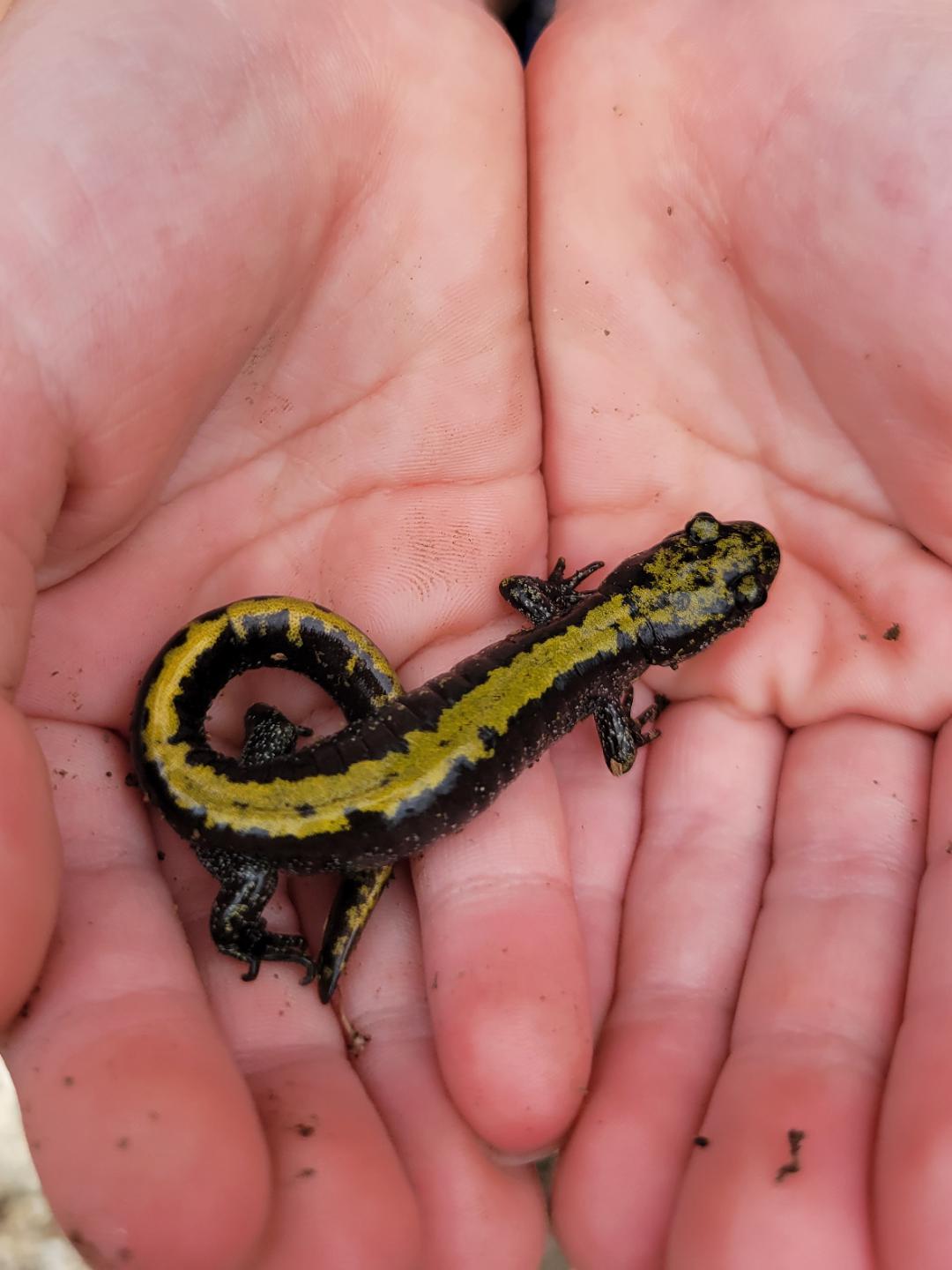 Longtoed salamander r/herpetology
