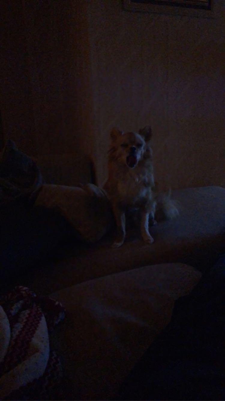 Do Dogs Have Sleep Paralysis