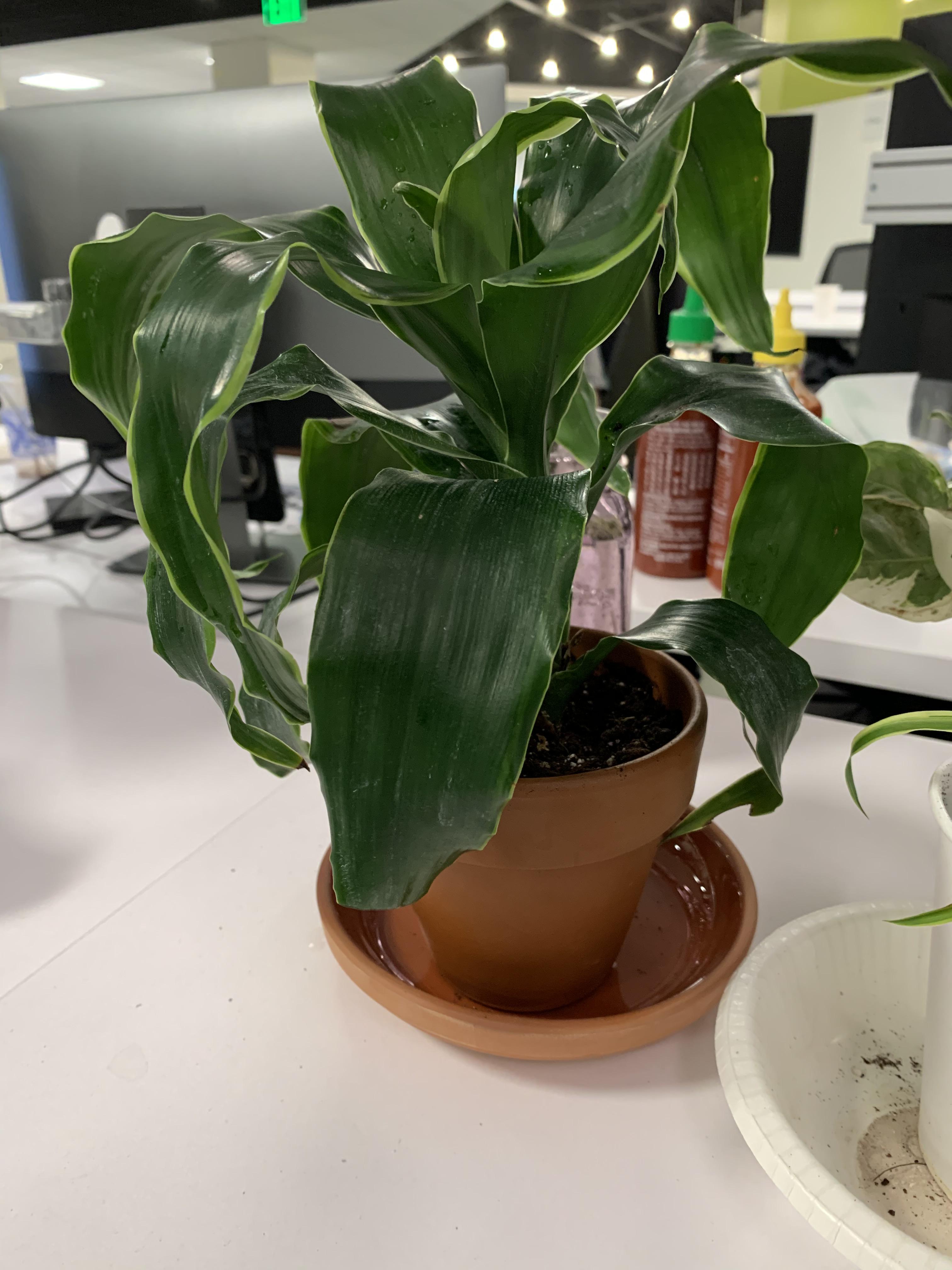 I just bought this plant but I’m not sure what it is. Can anyone tell me? r/plants