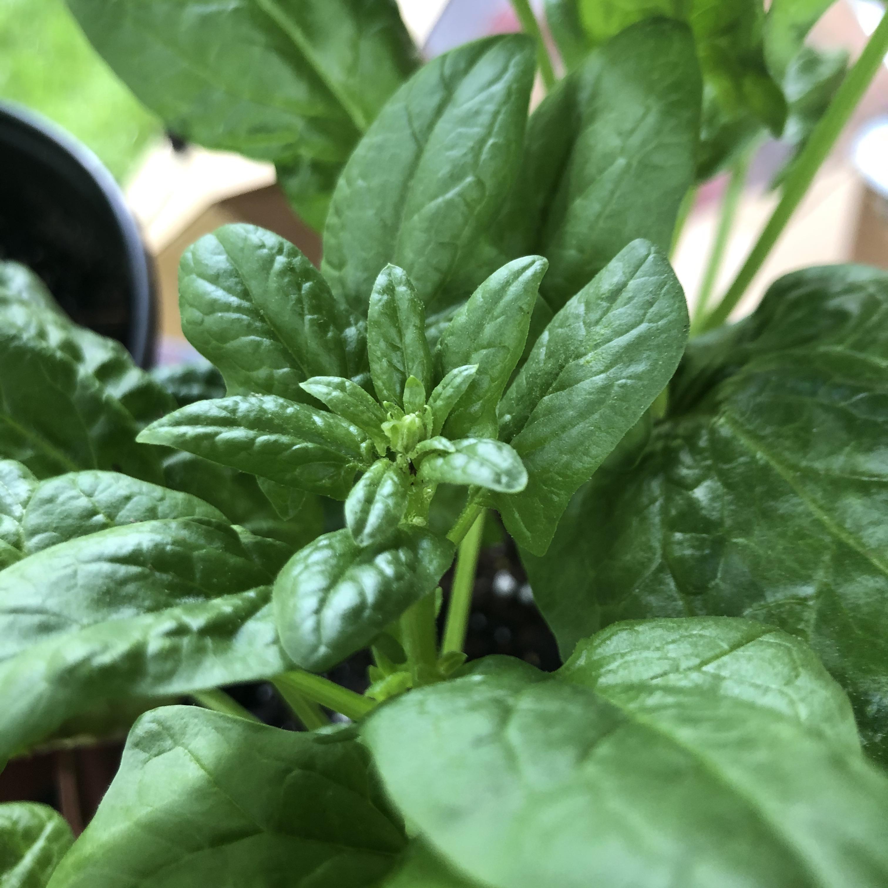 is my spinach about to start bolting?