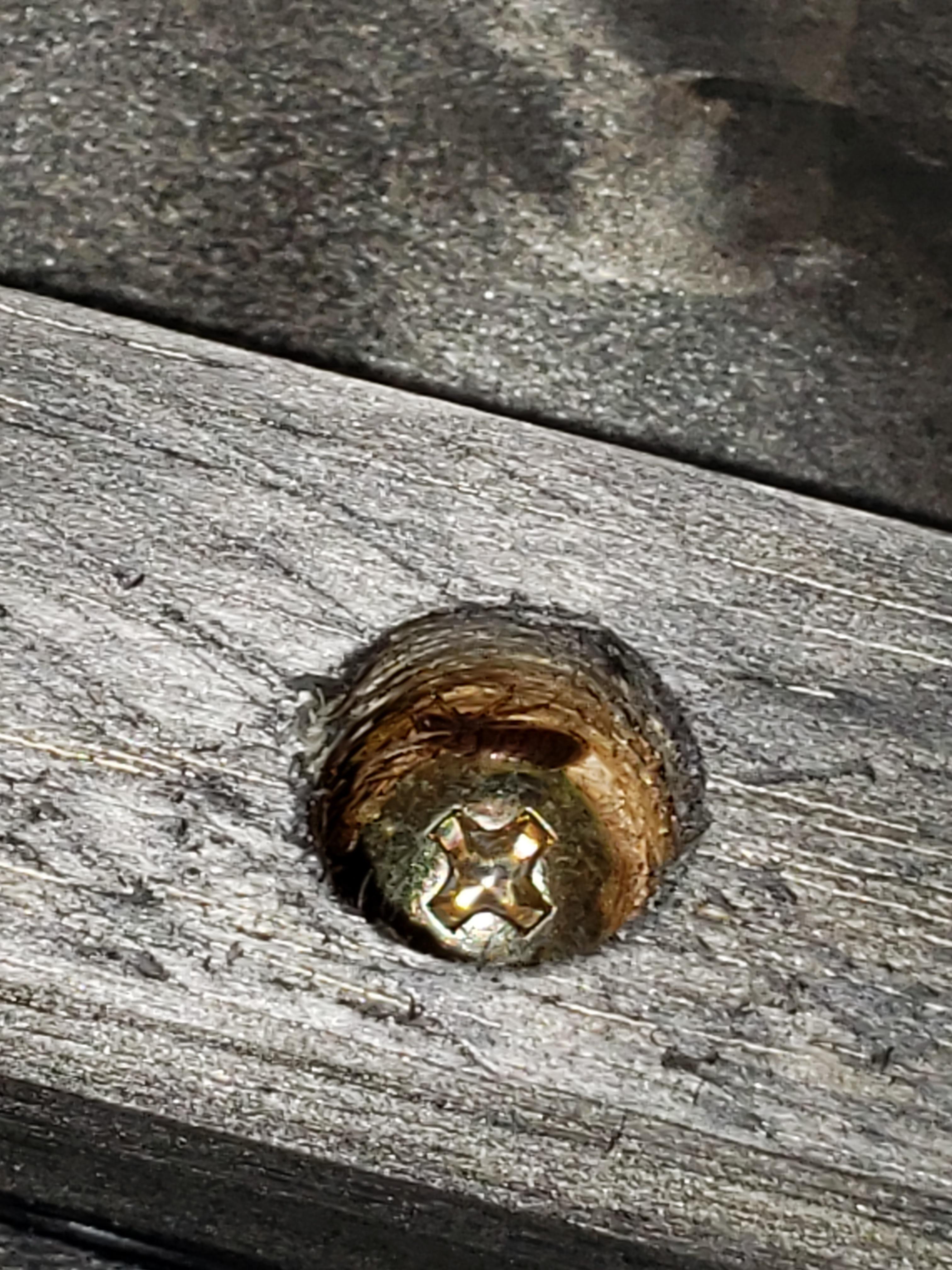 Are these dead bed bugs? one dried up long … Reddit