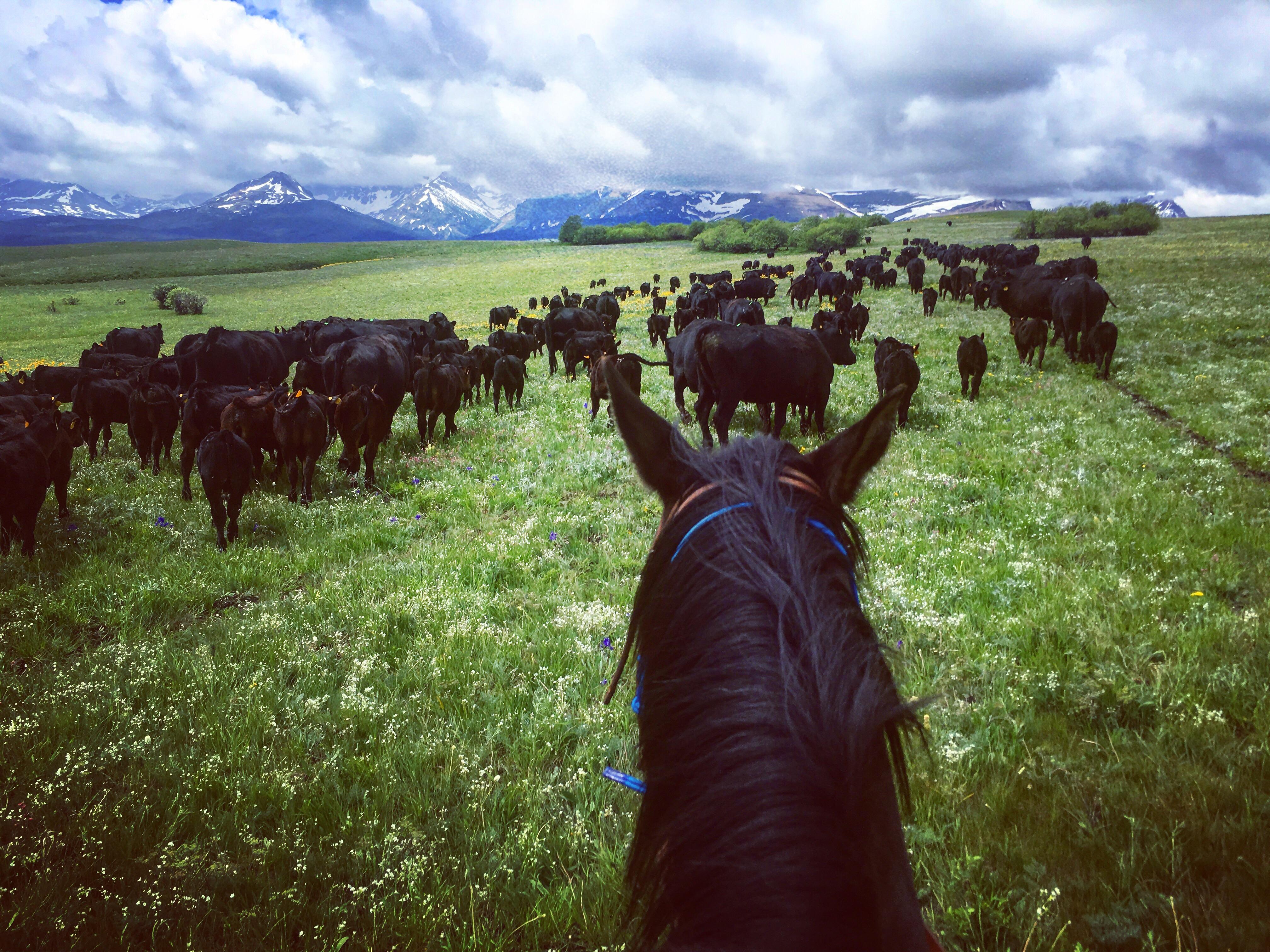 Current POV of my first Cattle Drive on Blackfeet Indian Reservation