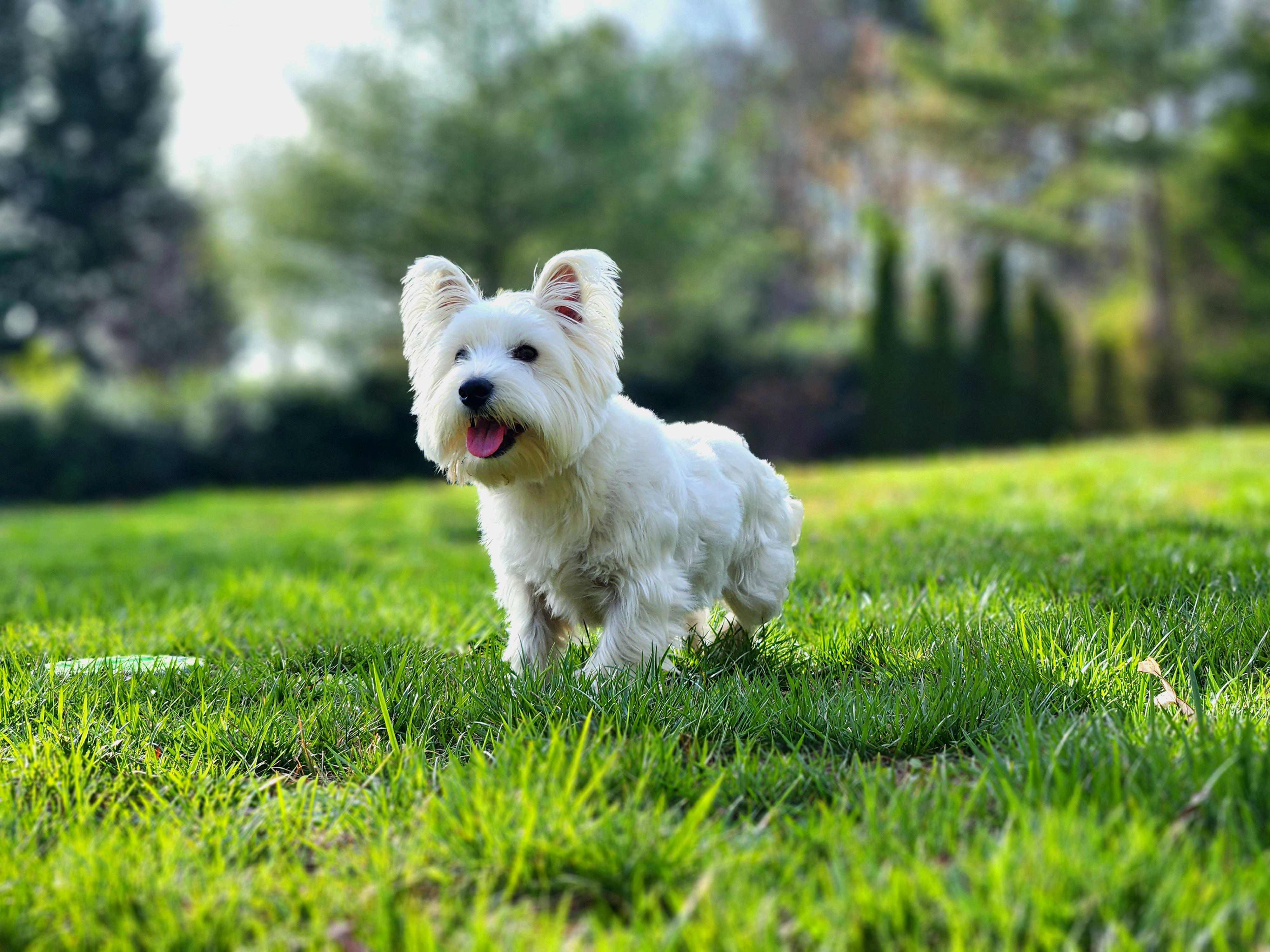 Do Westies Have Separation Anxiety