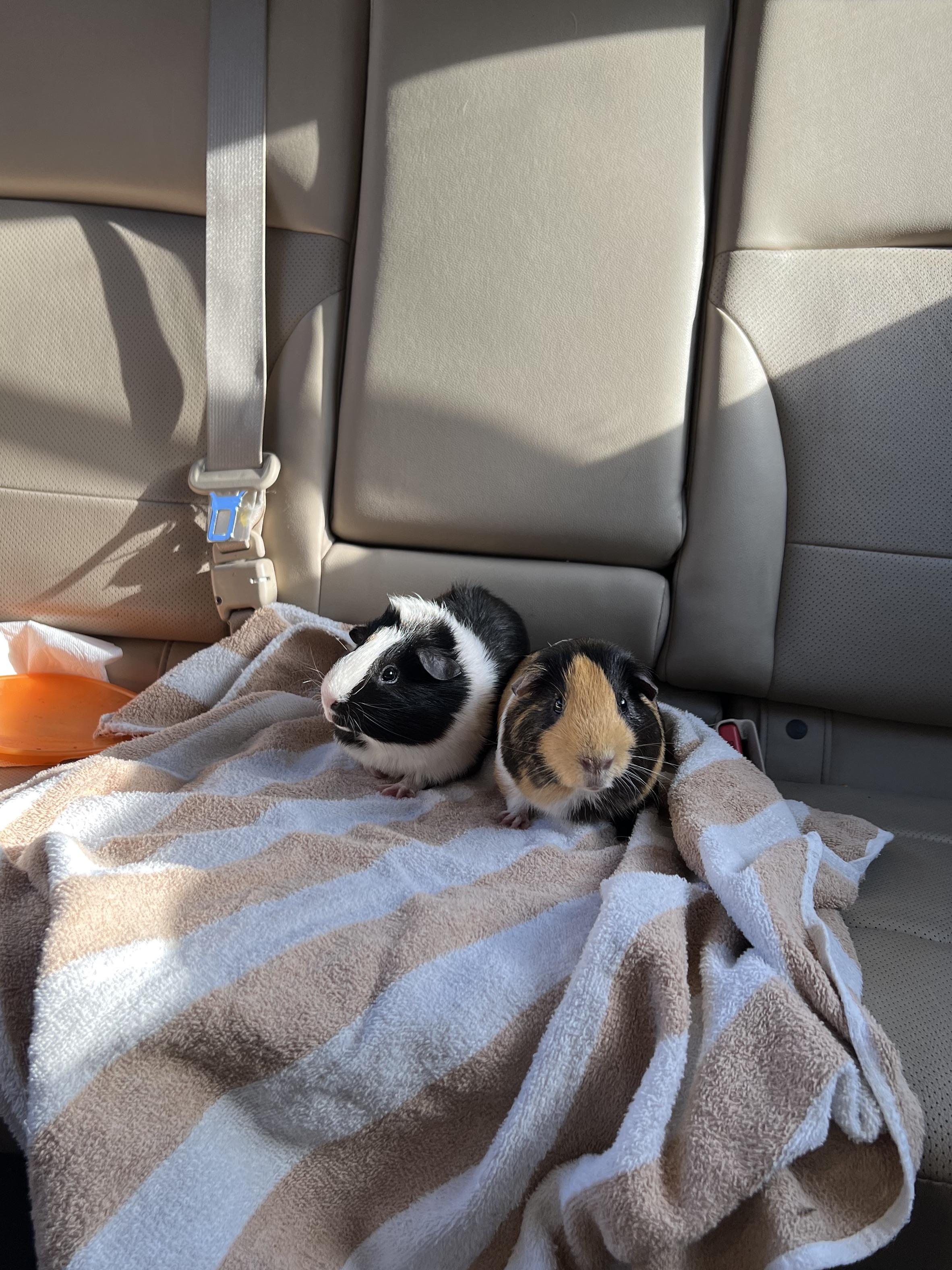 My guinea pigs enjoying a car ride after spending a day with my stepmoms second grade class