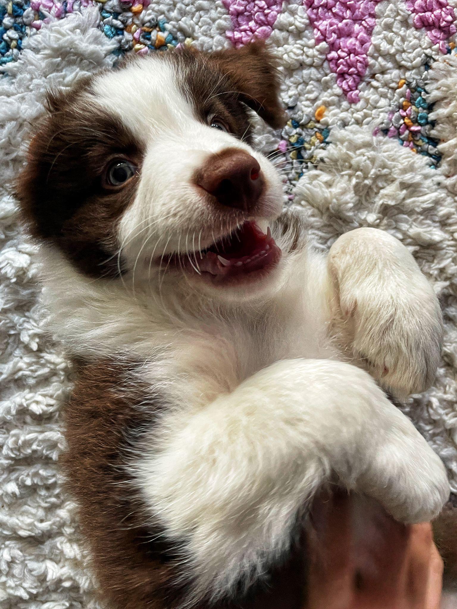 Pepper is our new, 12 weeks old Border Collie. What's the best way to discourage biting of hands