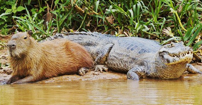 Capybara is the Most Chill Class Tierzoo