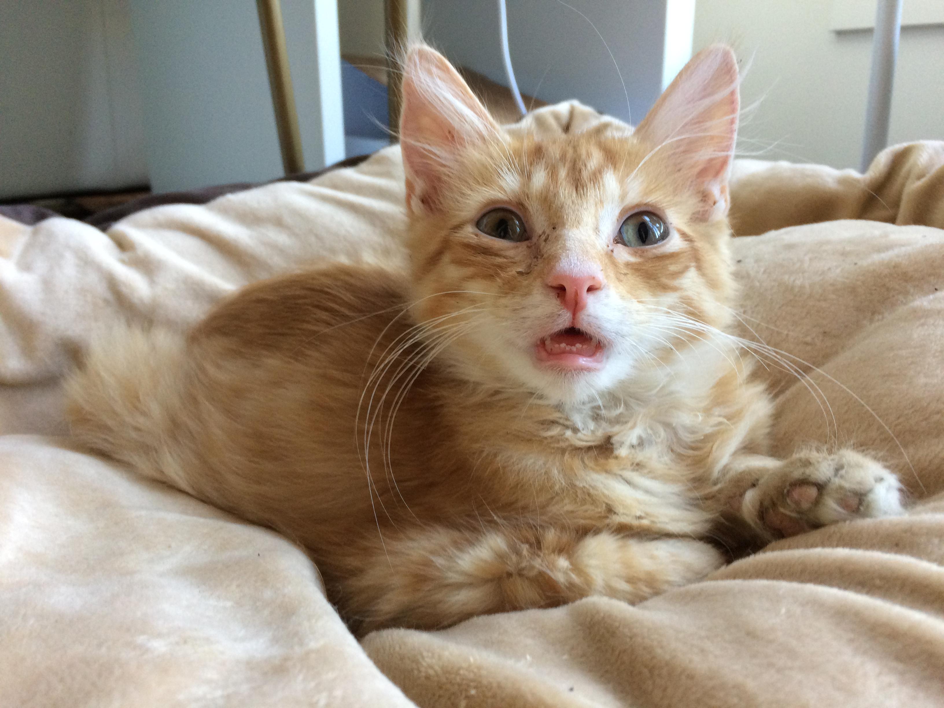 Recovering from URI and breathing through the mouth teefies r/teefies